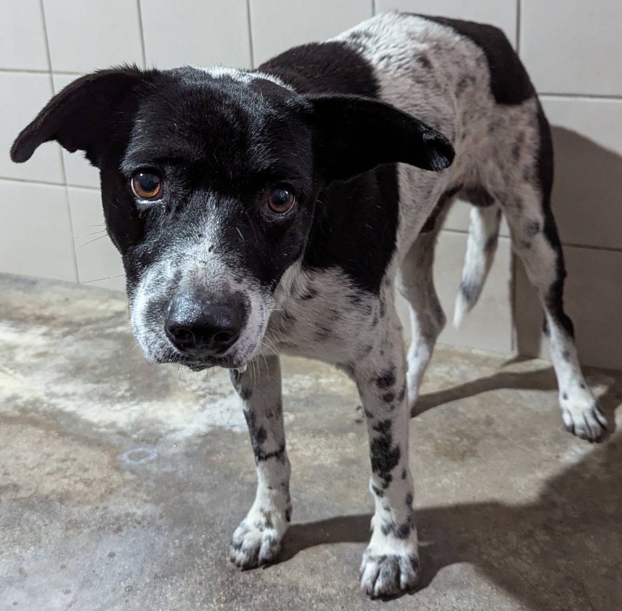 Black-and-white adult male mixed-breed dog, Medium, shelter no. …3003