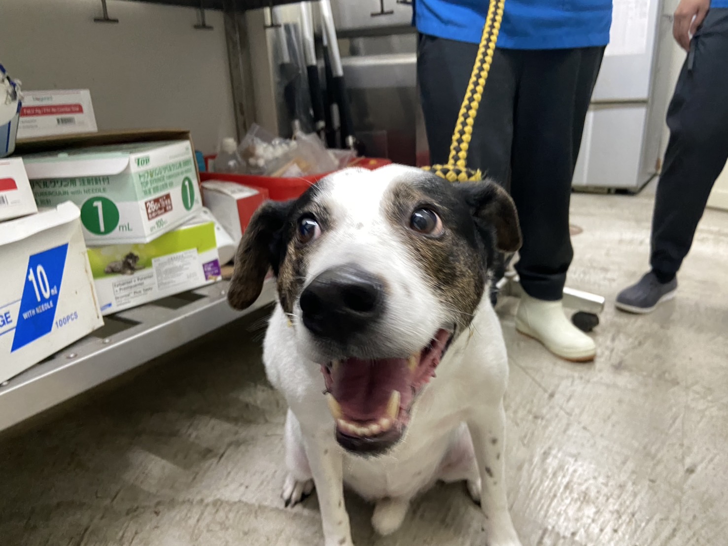 Black-and-white adult female mixed-breed dog, Medium, shelter no. …1301