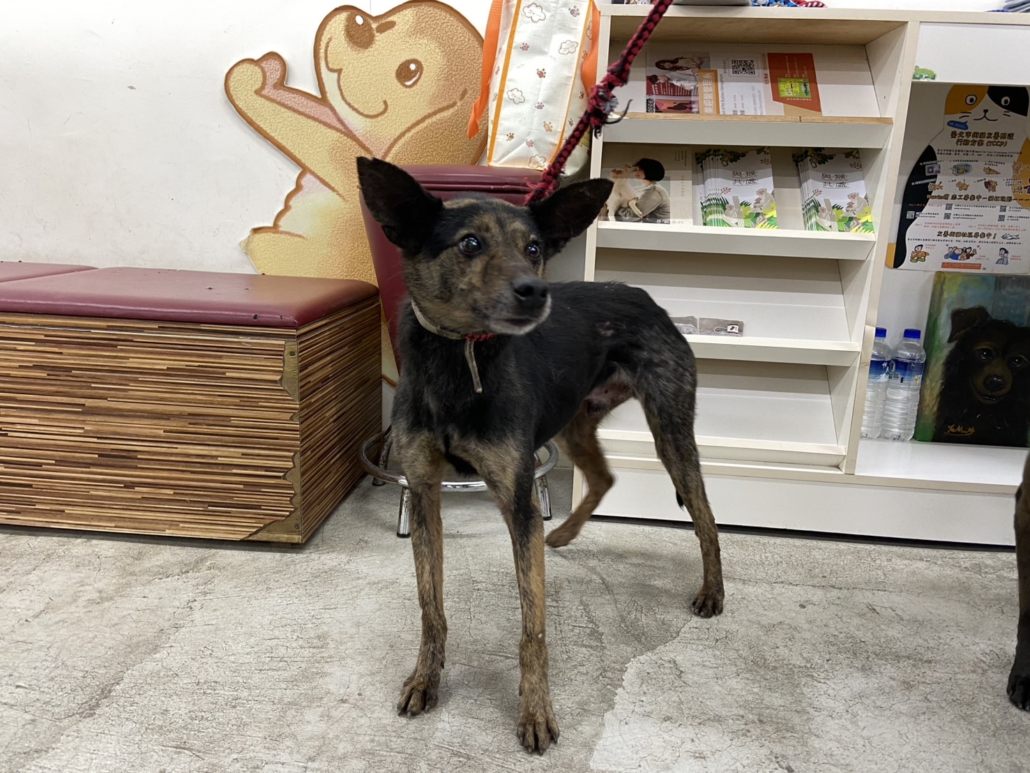 Photo of No. VAAAG114021404, Adult · Male · Medium · Mixed breed