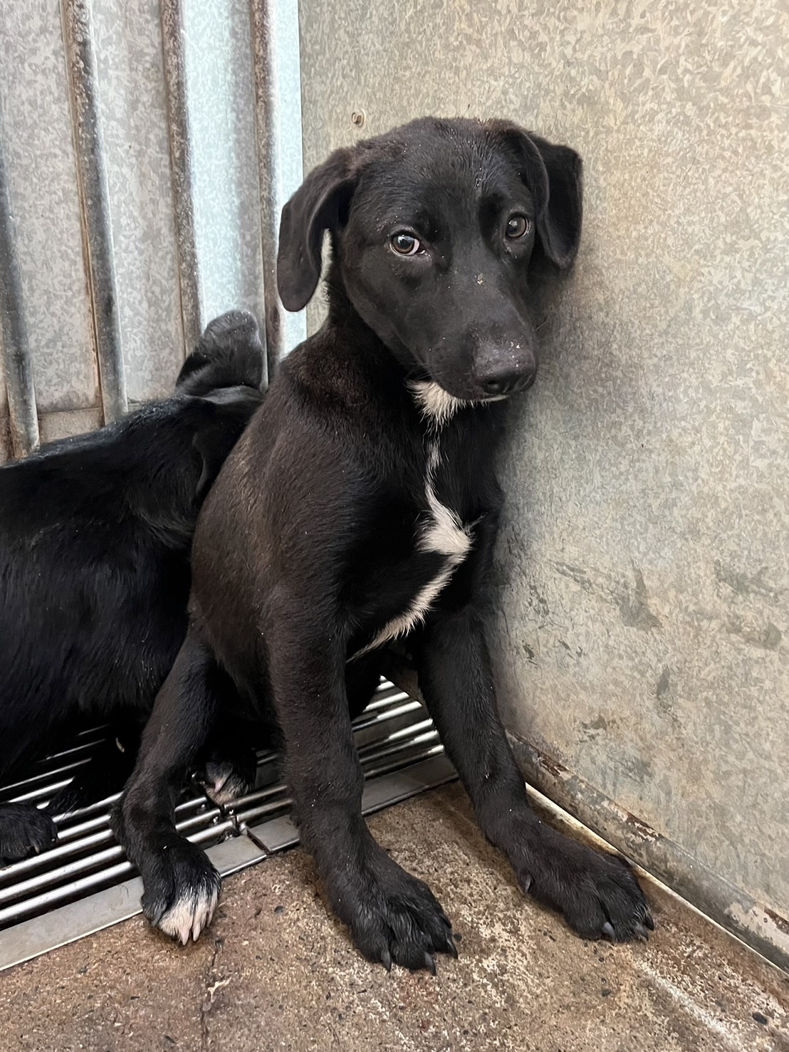 Photo of No. GAAAG1140215002, Adult · Female · Medium · Mixed breed