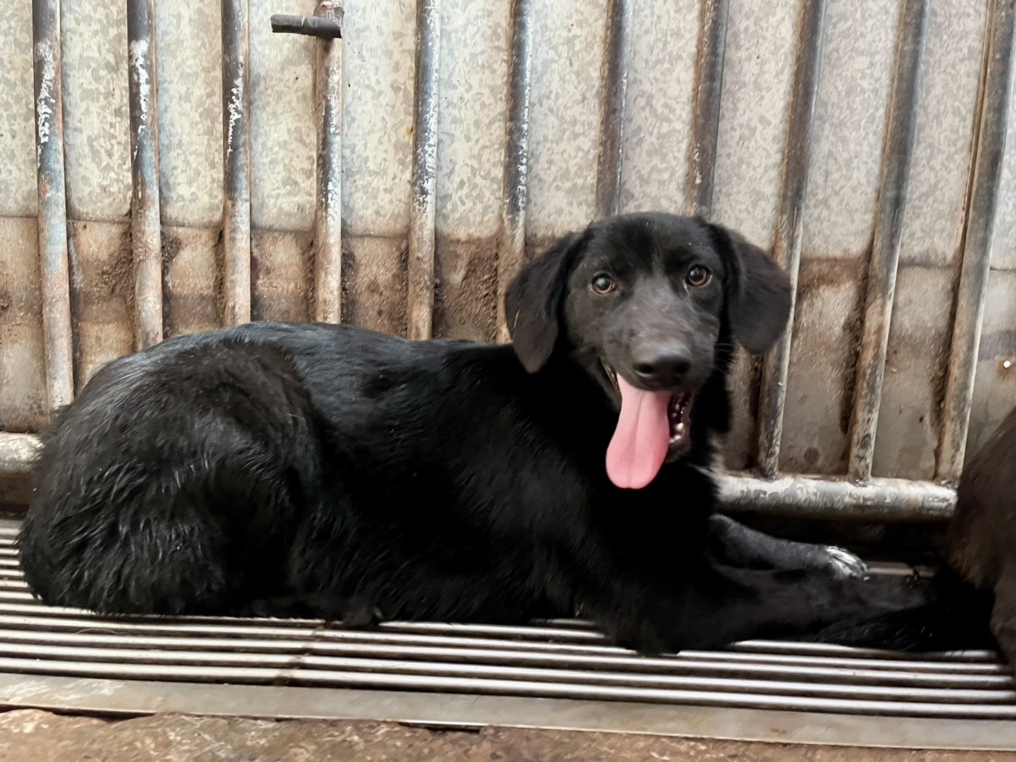Photo of No. GAAAG1140215003, Adult · Female · Medium · Mixed breed
