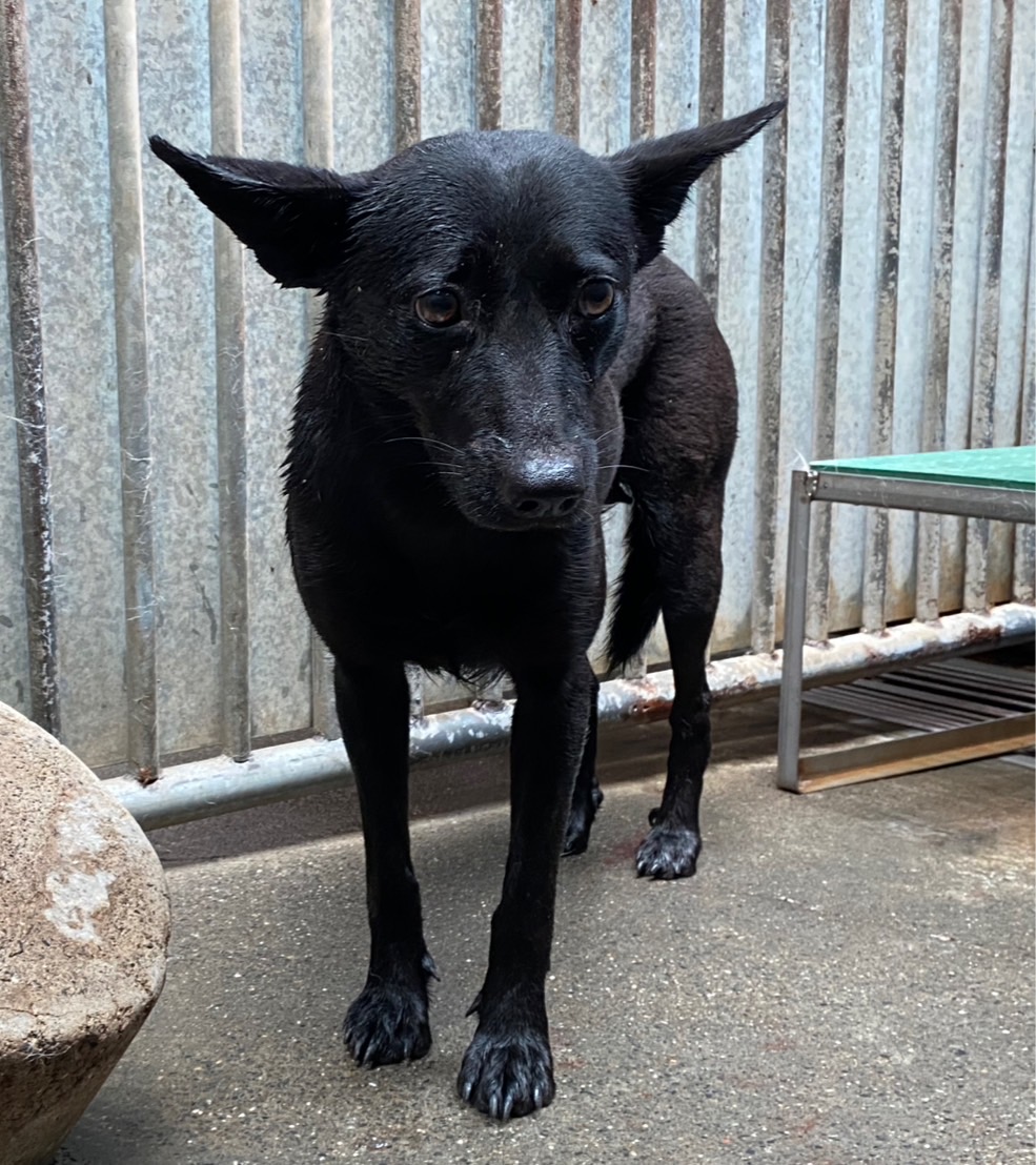 Black adult female mixed-breed dog, Medium, shelter no. …7003