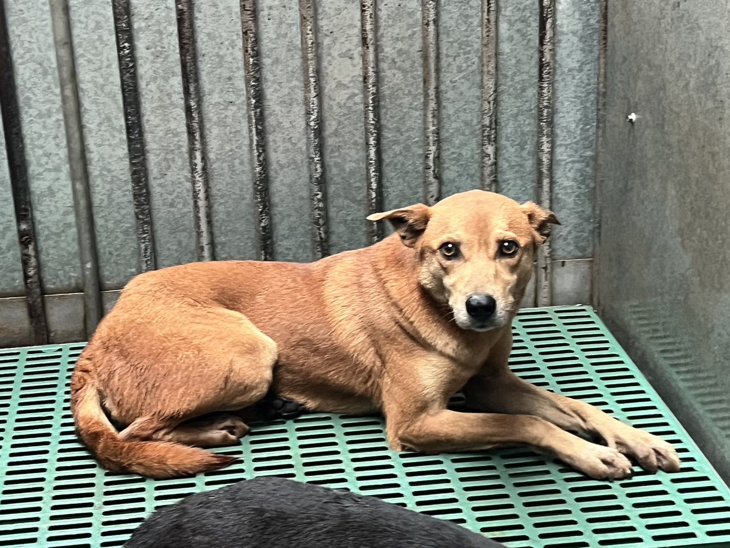 Tan adult female mixed-breed dog, Medium, shelter no. …7008
