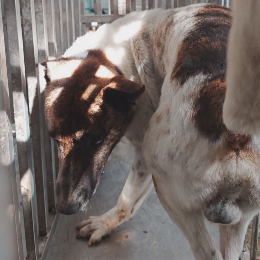 Photo of No. S140218-04, Adult · Male · Medium · Mixed breed