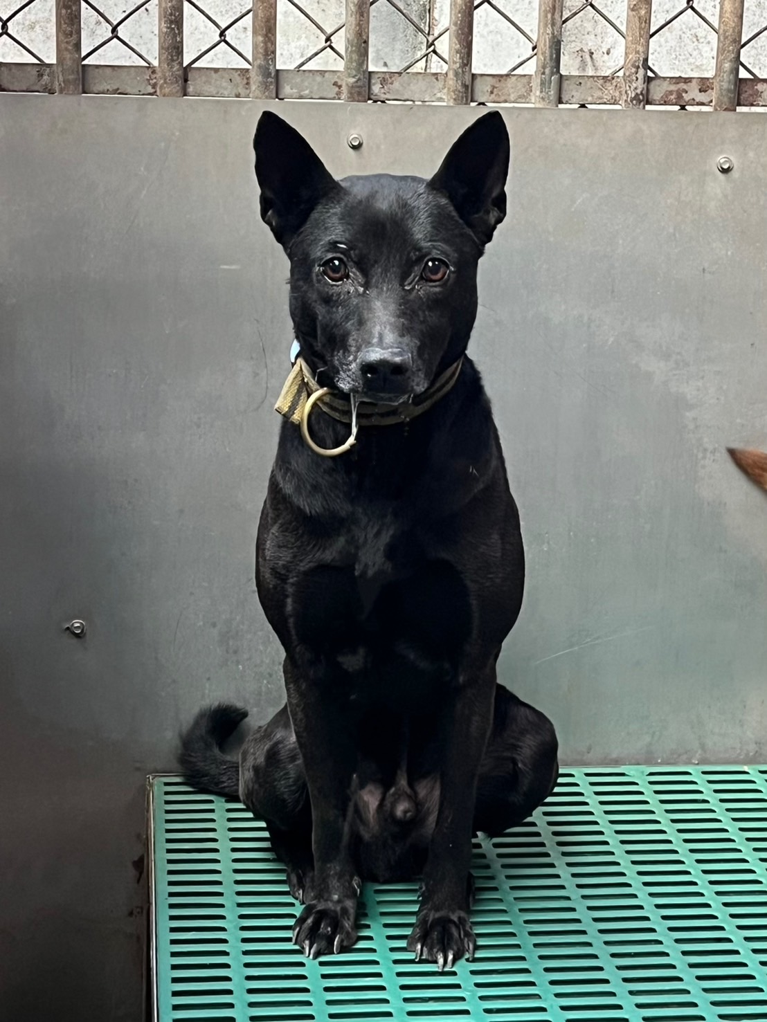 Photo of No. GAAAG1140218003, Adult · Male · Medium · Mixed breed