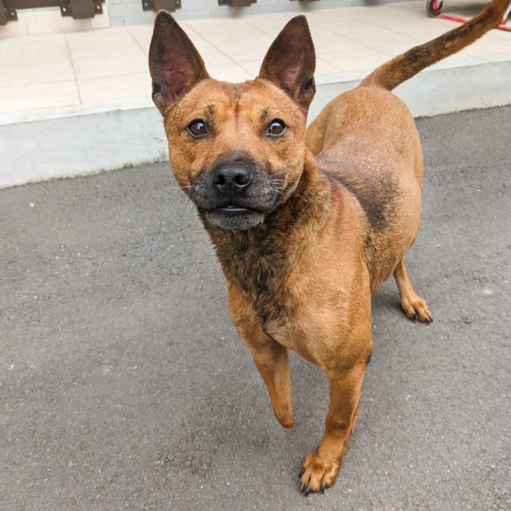 Photo of No. DAAAG1130905004, Adult · Male · Medium · Mixed breed