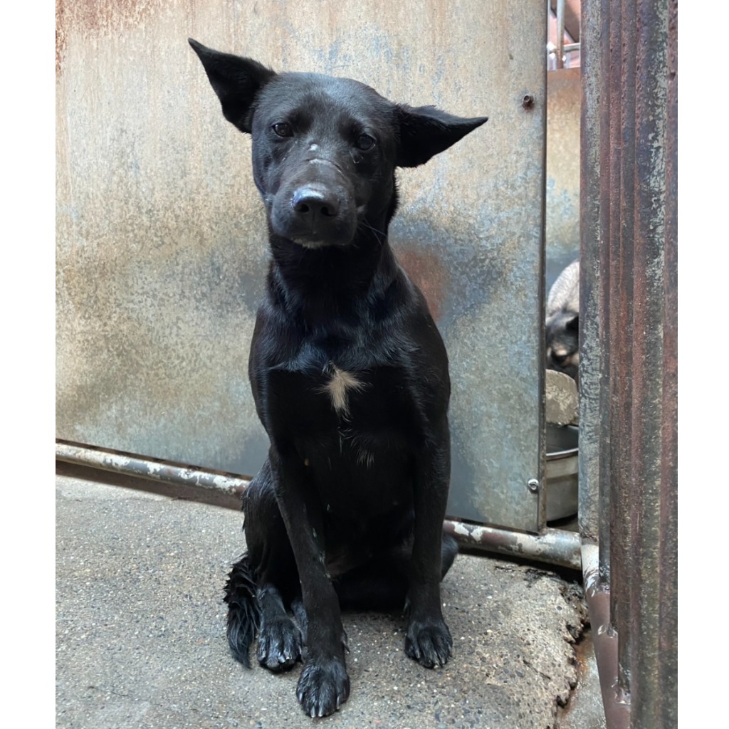 Photo of No. GAAAG1140221001, Adult · Female · Medium · Mixed breed
