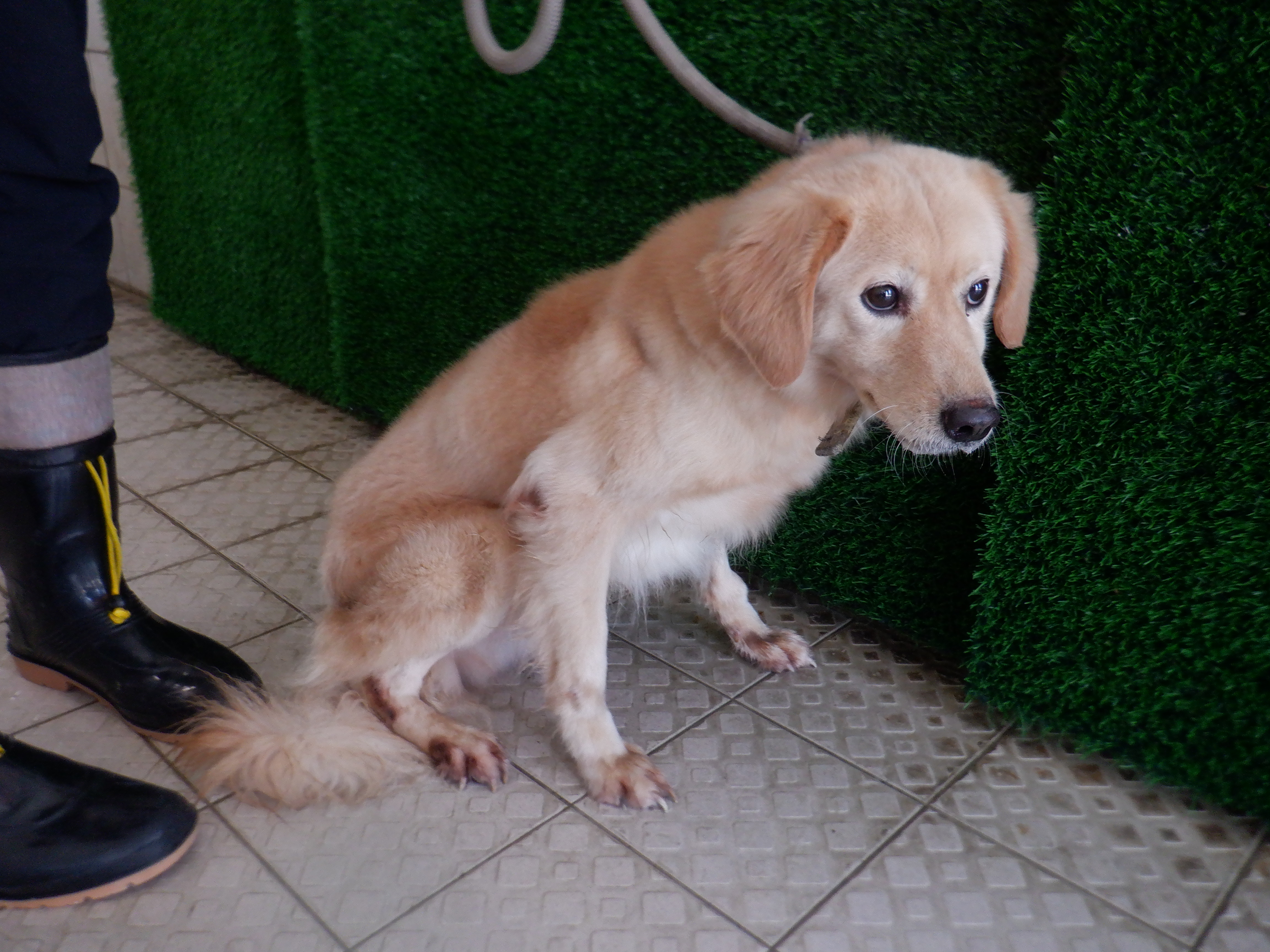 Photo of No. HAAAG1140221794, Adult · Male · Medium · Mixed breed