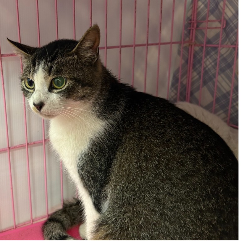 Photo of No. VAAAG114022303, Adult · Female · Medium · Mixed breed