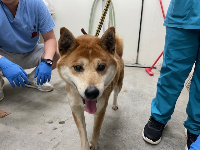 Tan adult male Shiba Inu, Medium, shelter no. …2402