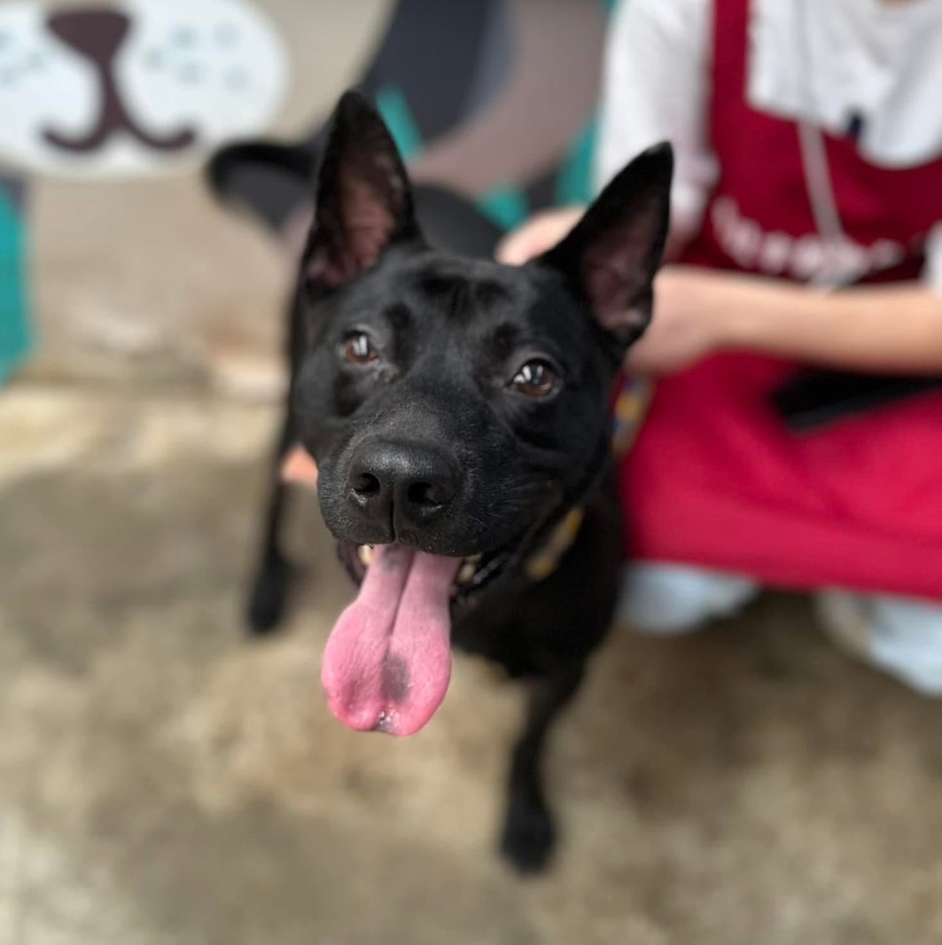 Black adult male mixed-breed dog, Medium, shelter no. …4002