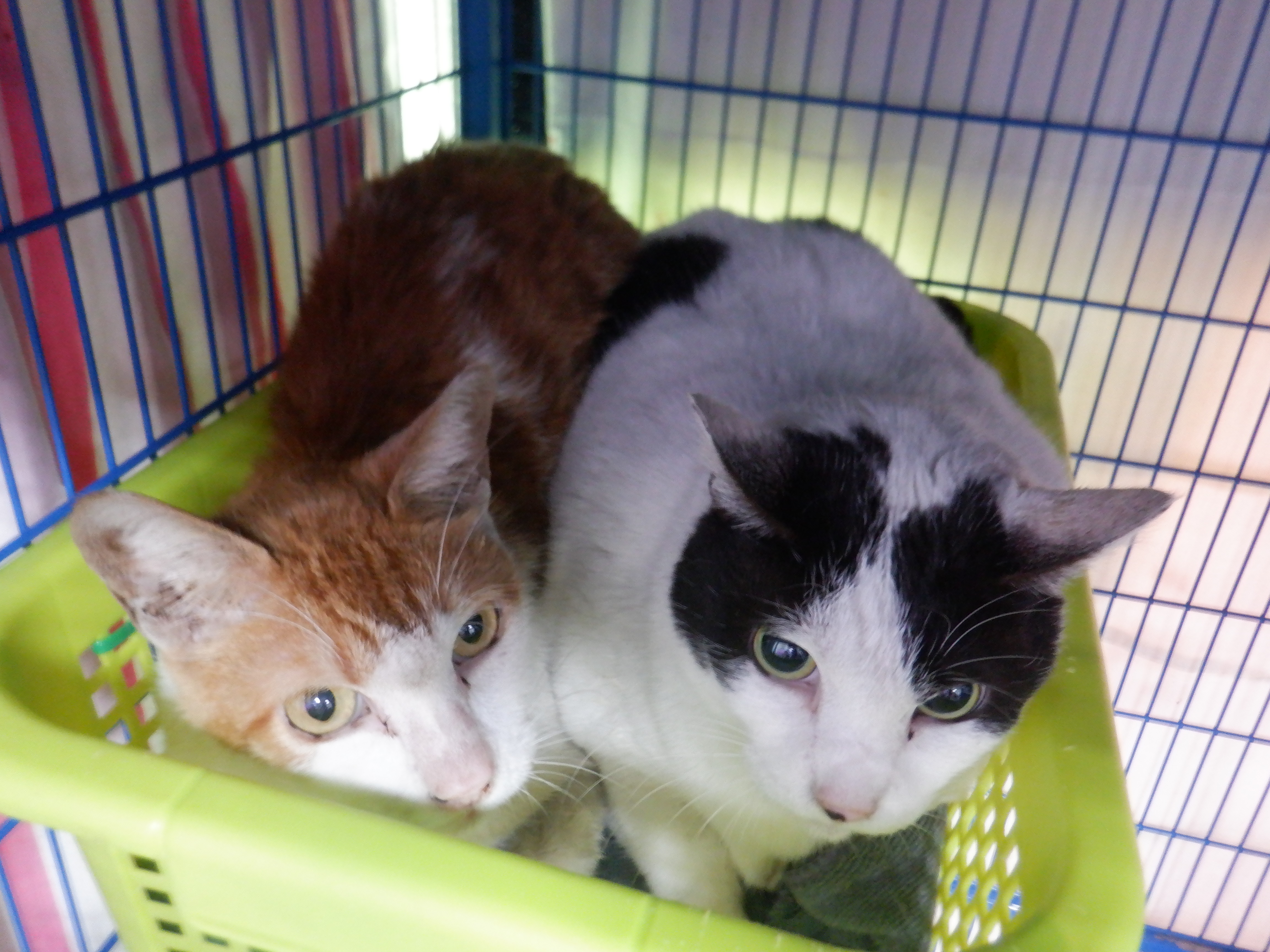 Black-and-white adult female mixed-breed cat, Small, shelter no. …25C6