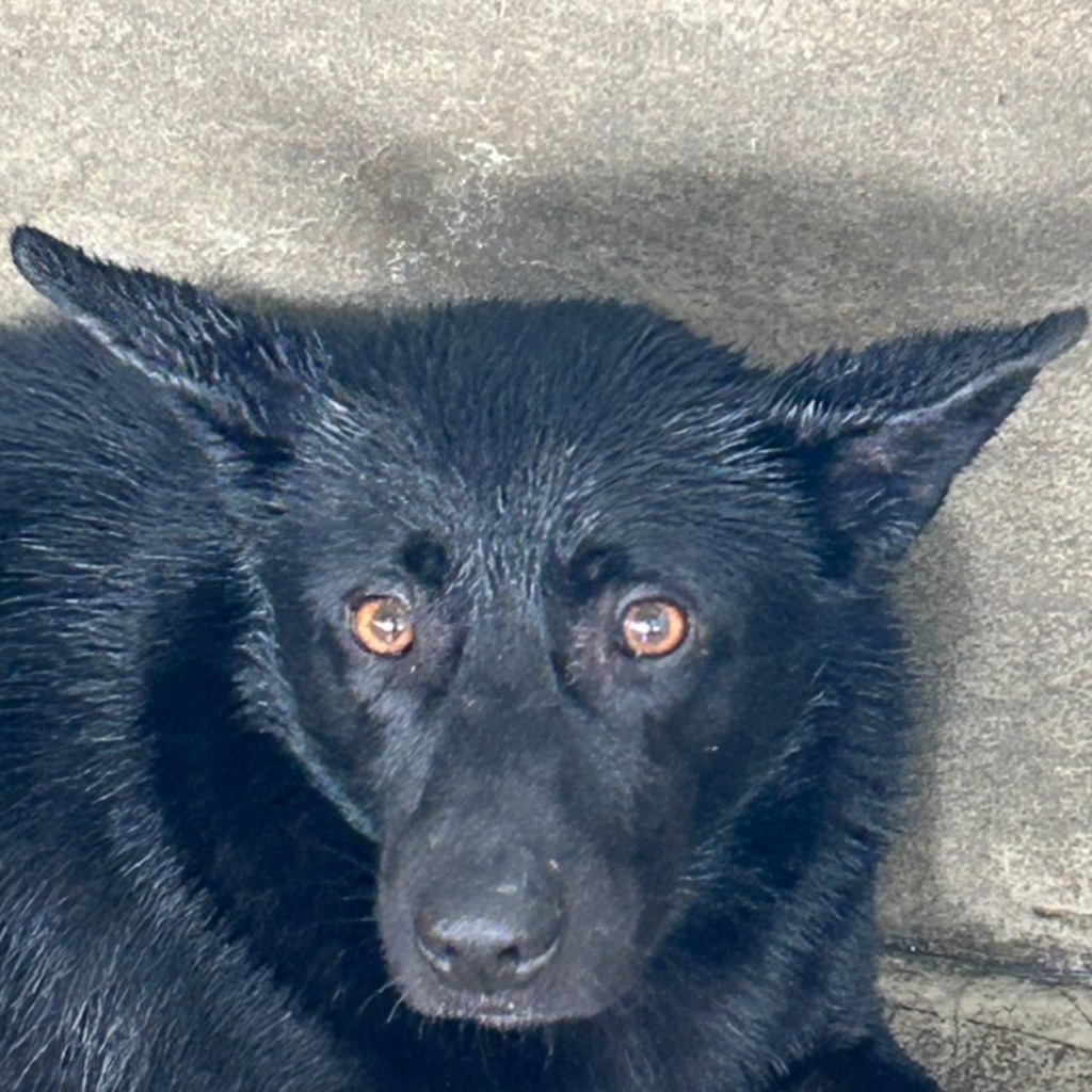 Photo of No. PAAAG1140227018, Adult · Male · Large · Mixed breed