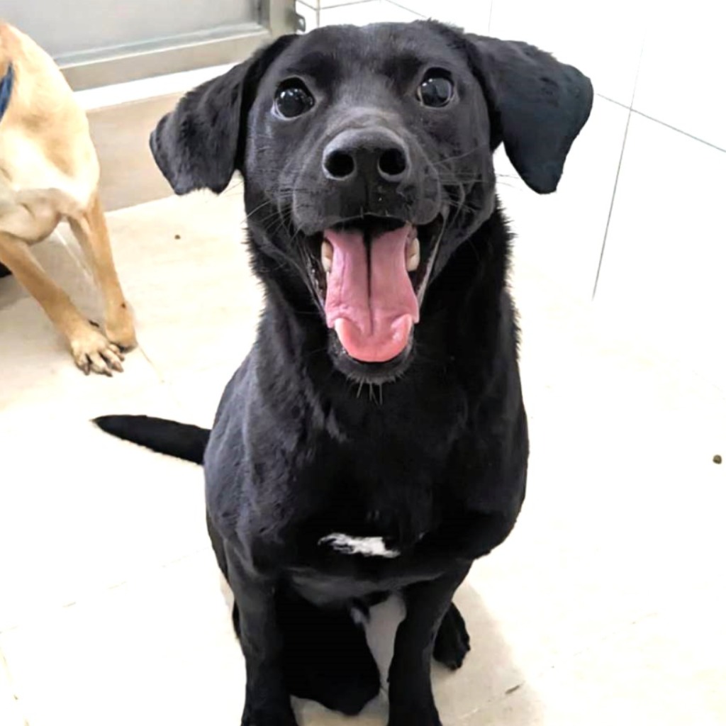 Photo of No. DAAAG1131113001, Adult · Female · Medium · Mixed breed