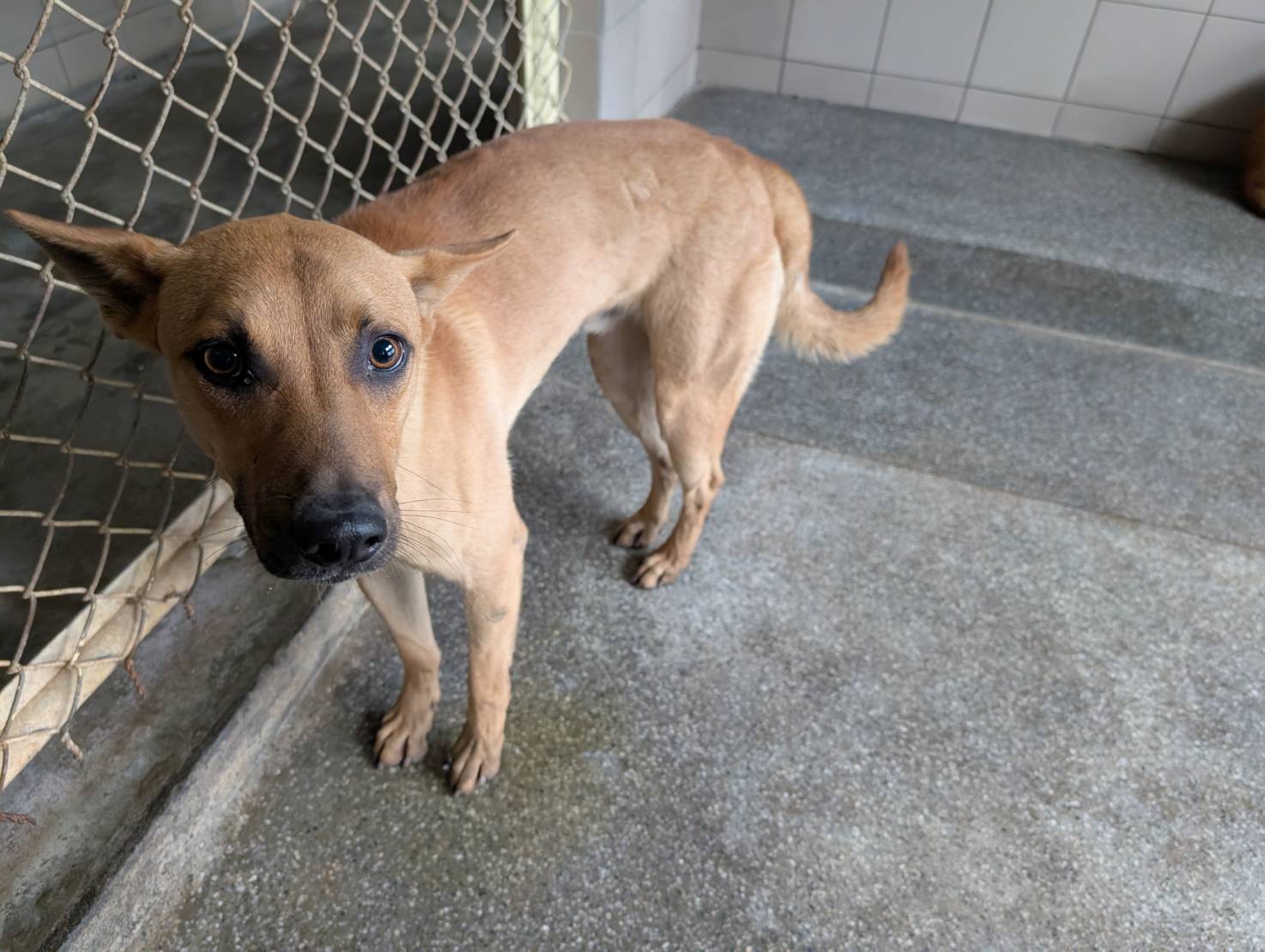 Photo of No. LAABG114022606, Adult · Male · Large · Mixed breed