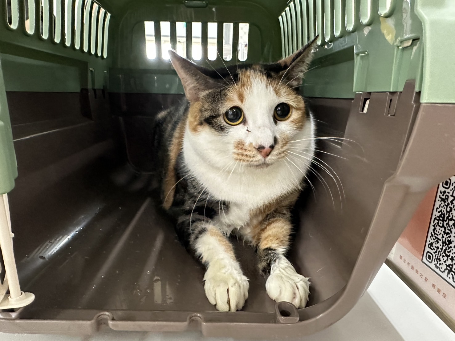 Photo of No. VAAAG114022709, Adult · Female · Medium · Mixed breed