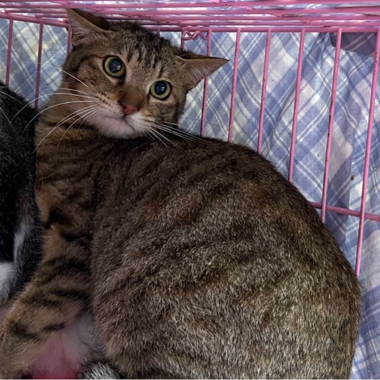 Tabby adult female mixed-breed cat, Medium, shelter no. …0104