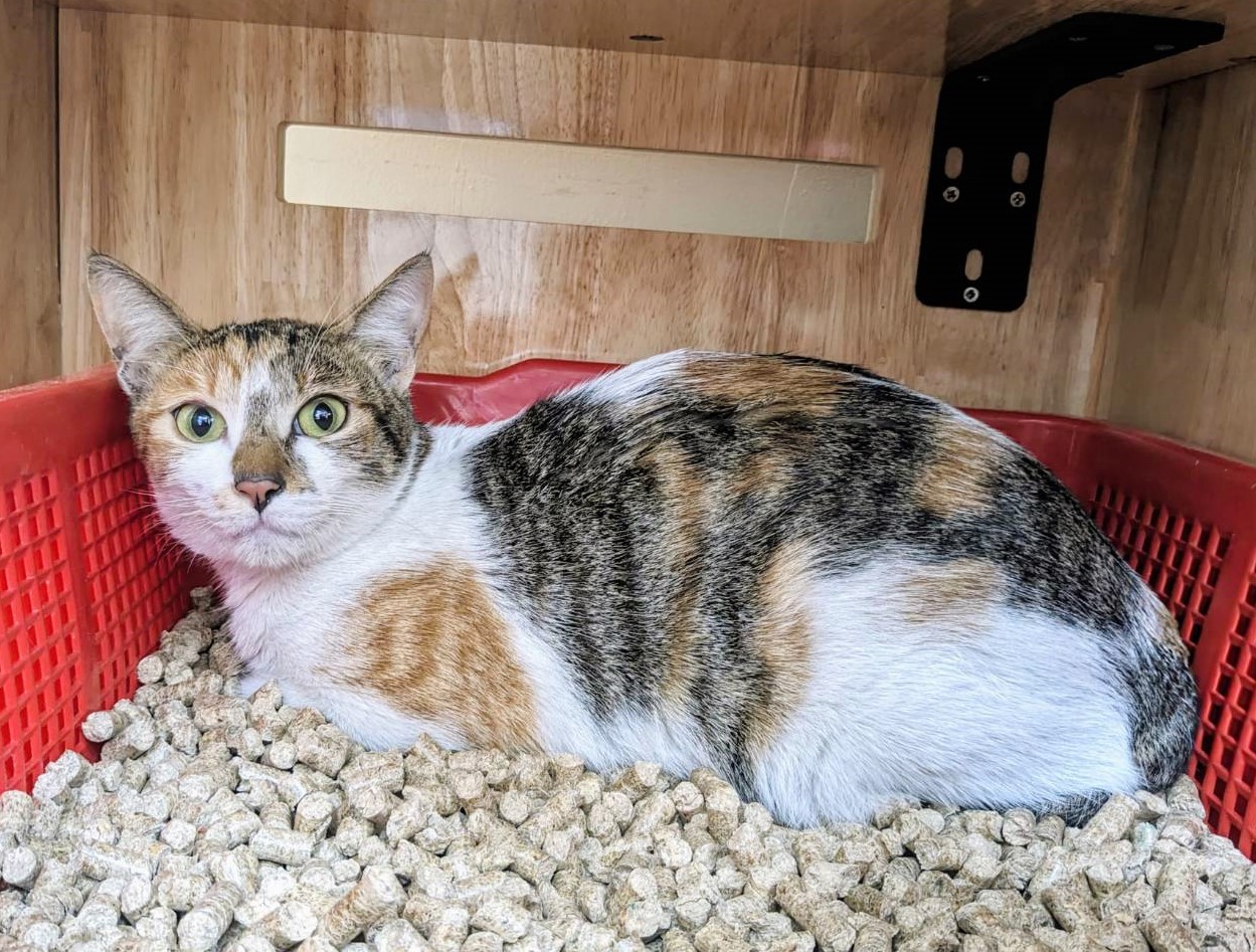 Photo of No. DAAAG1140303002, Adult · Female · Medium · Mixed breed