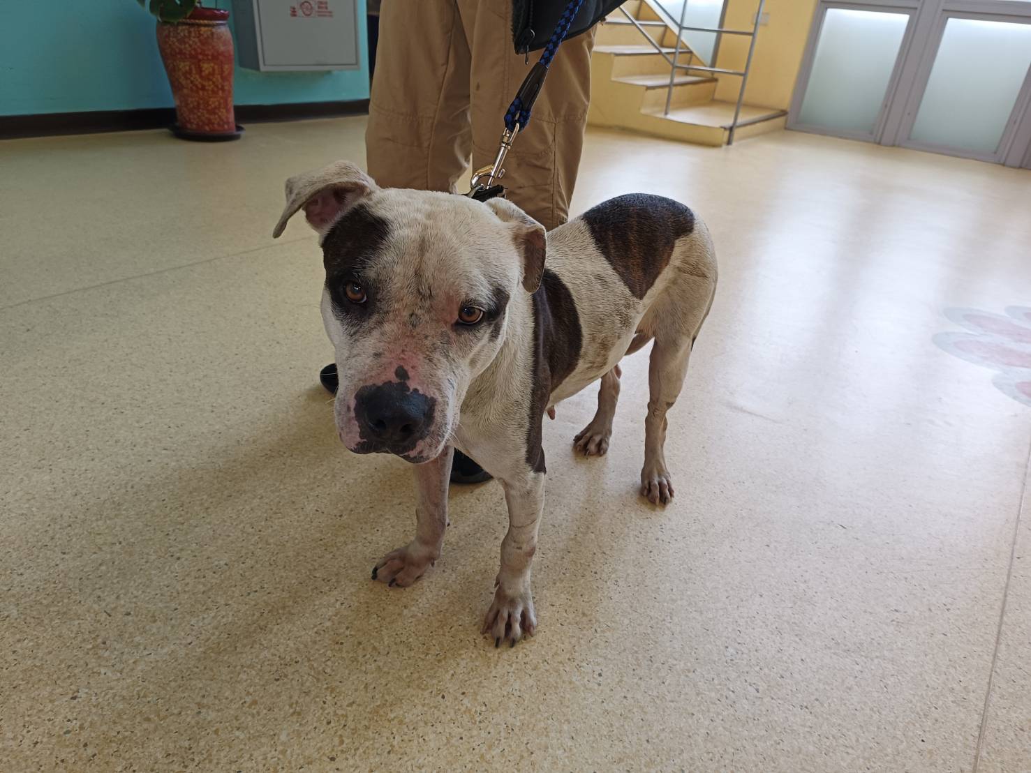 Photo of No. RAAAG1140304001, Adult · Female · Medium · American Pit Bull Terrier