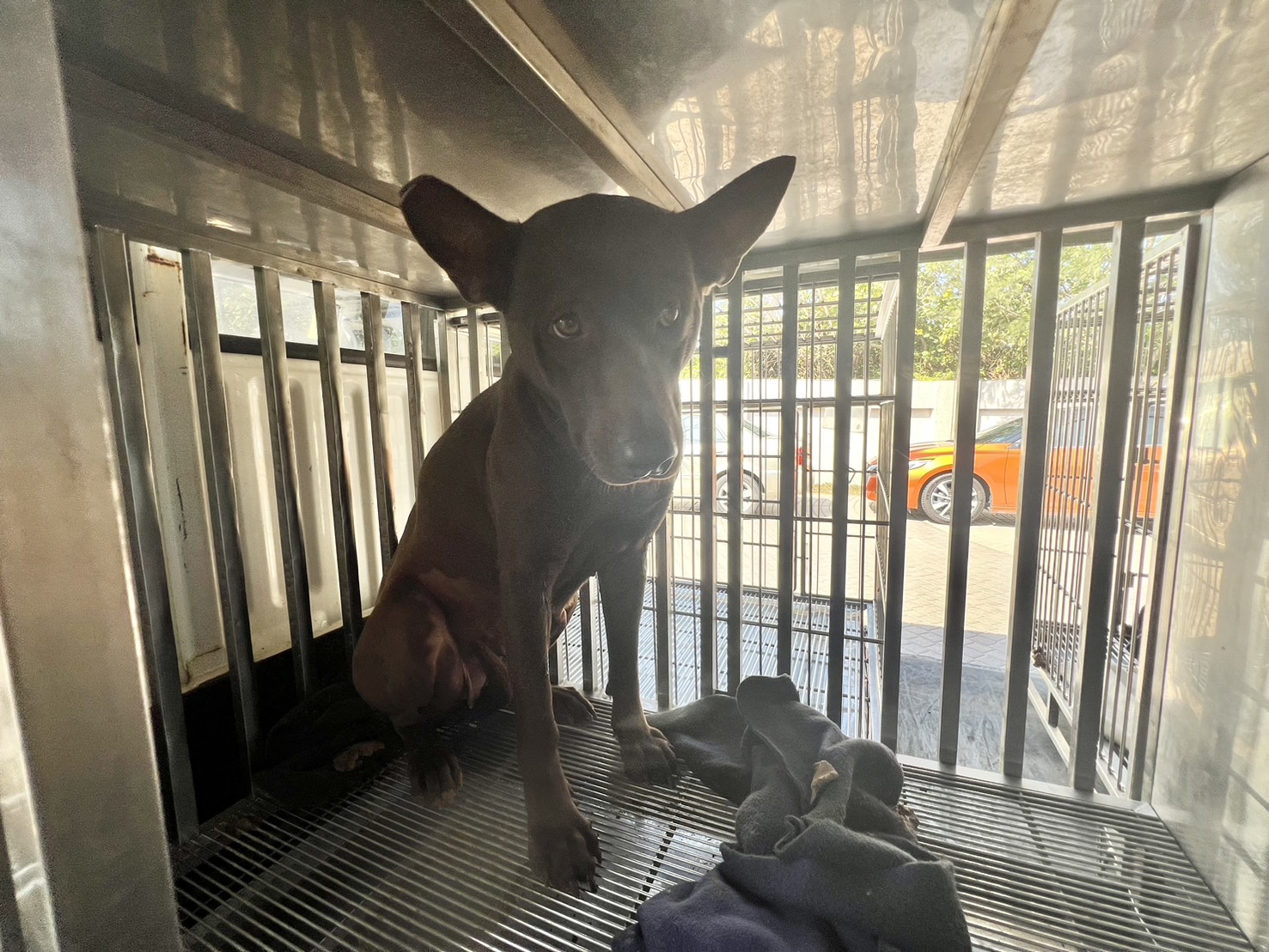 Photo of No. CAAAG1140305003, Adult · Female · Medium · Mixed breed