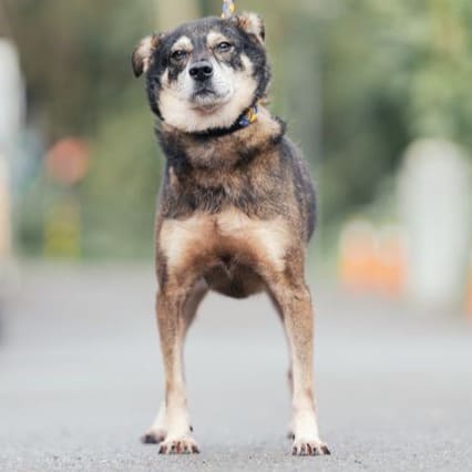 Photo of No. AAAEG1130504001, Adult · Male · Medium · Mixed breed