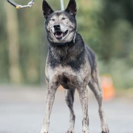 Photo of No. AAAEG1100504003, Adult · Male · Medium · Mixed breed