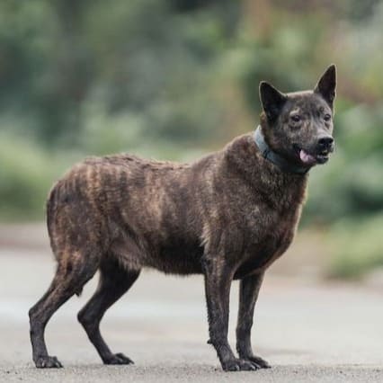 Photo of No. AAAEG105040806, Adult · Male · Medium · Mixed breed