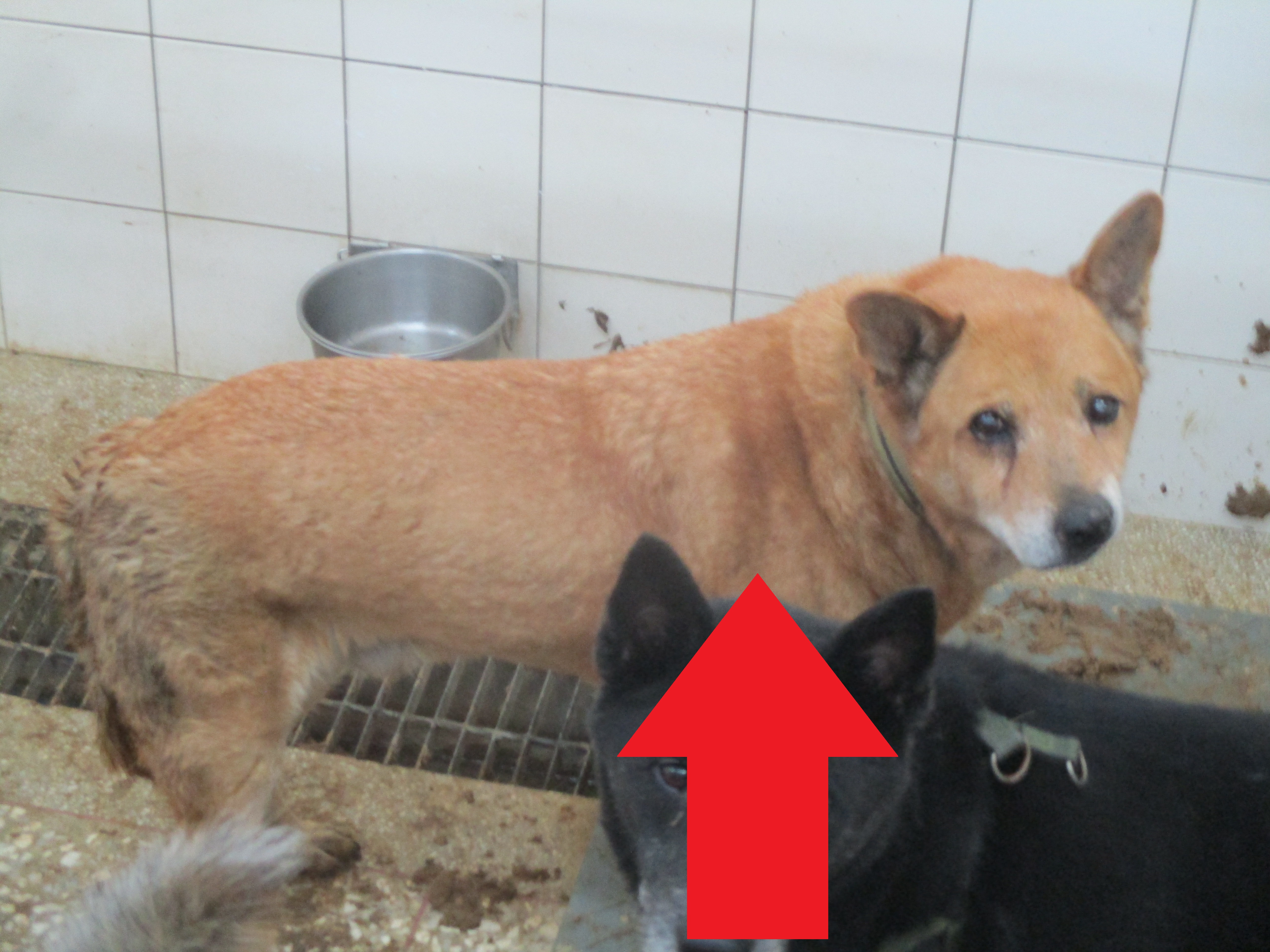 Tan adult male mixed-breed dog, Large, shelter no. …08A1
