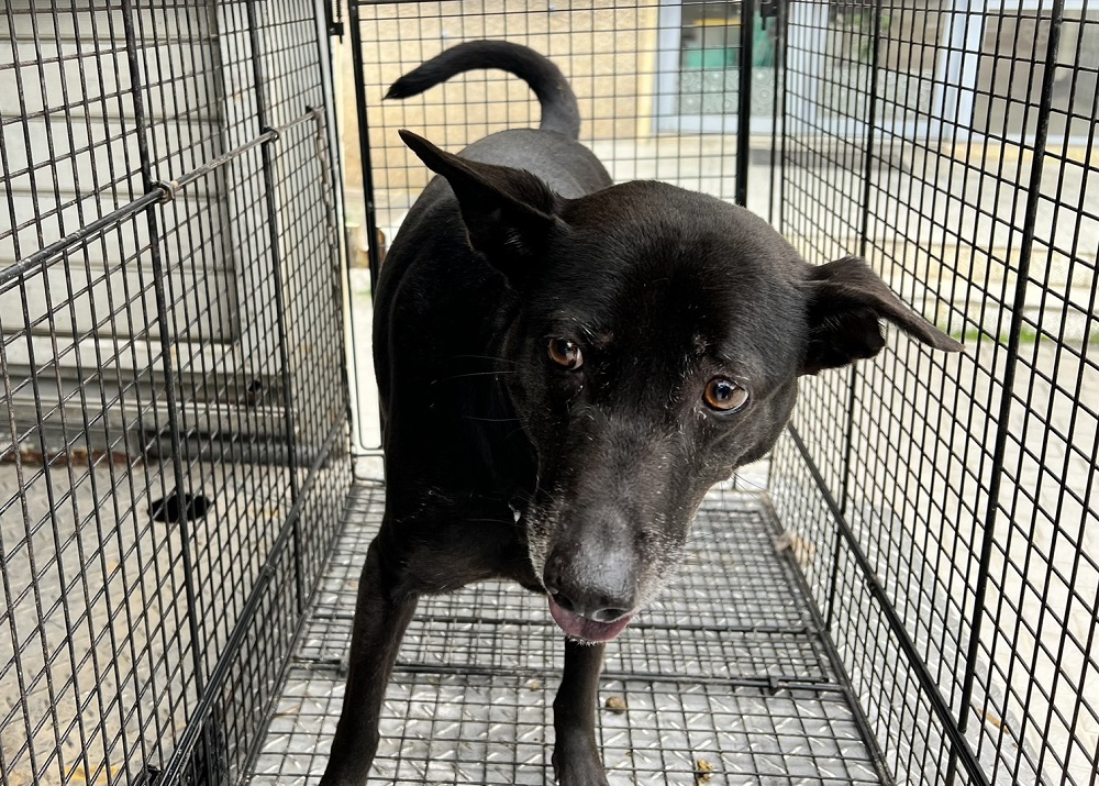 Black adult female mixed-breed dog, Medium, shelter no. …0003