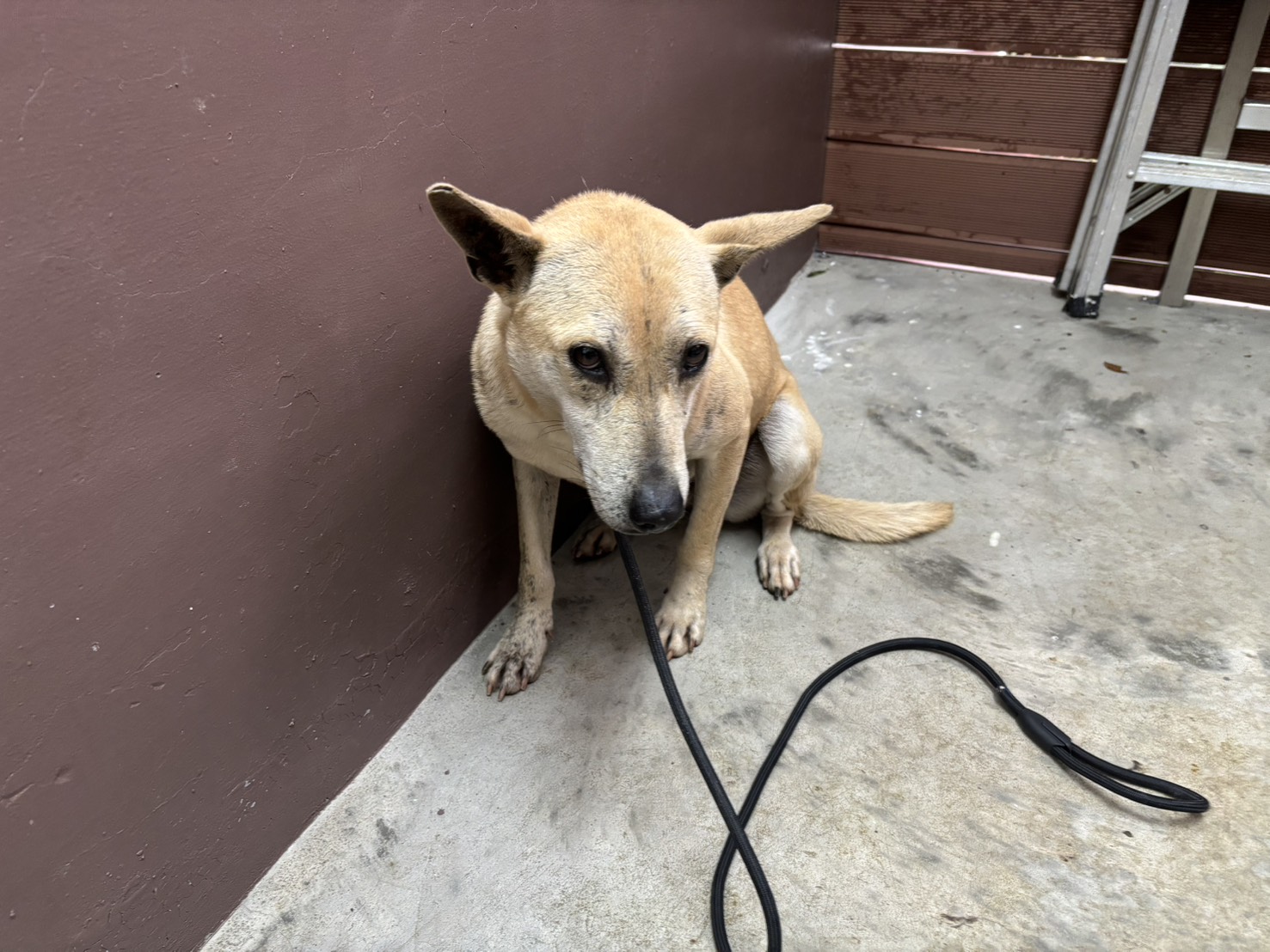 Photo of No. AAAHG1140311001, Adult · Female · Medium · Mixed breed