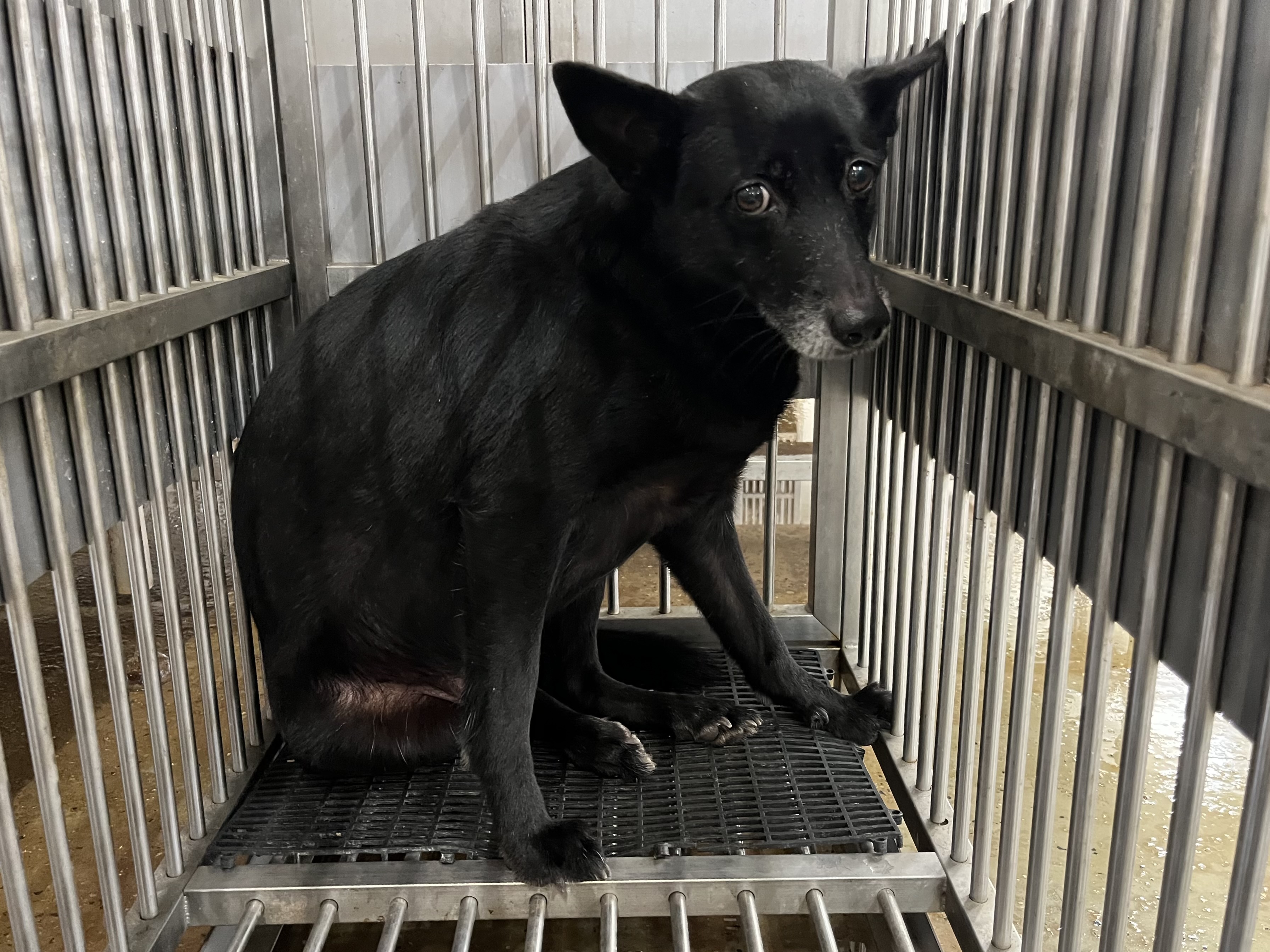 Photo of No. CAAAG1140311001, Adult · Female · Medium · Mixed breed