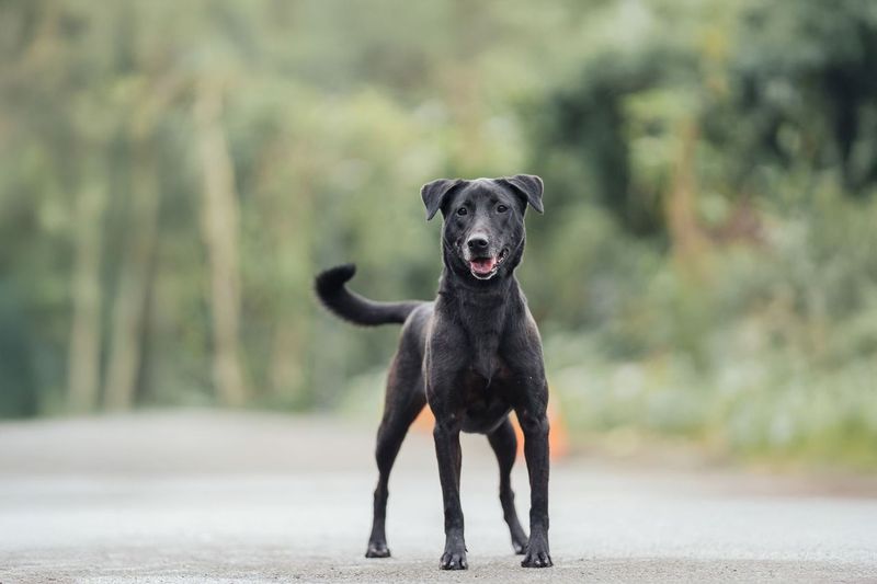 Photo of No. AAAEG1140311001, Adult · Female · Medium · Mixed breed