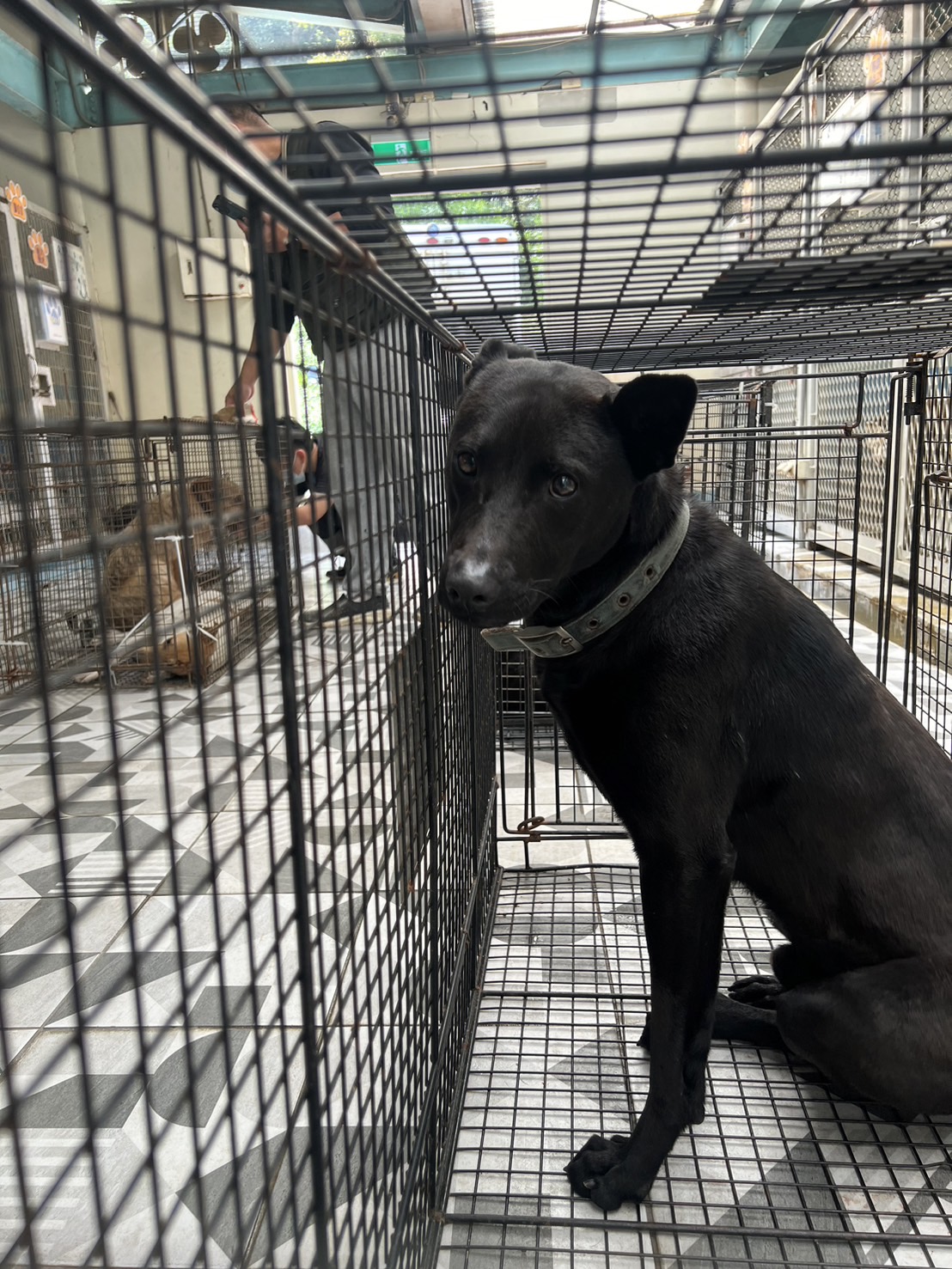 Photo of No. EAAAG1140311018, Adult · Male · Large · Mixed breed