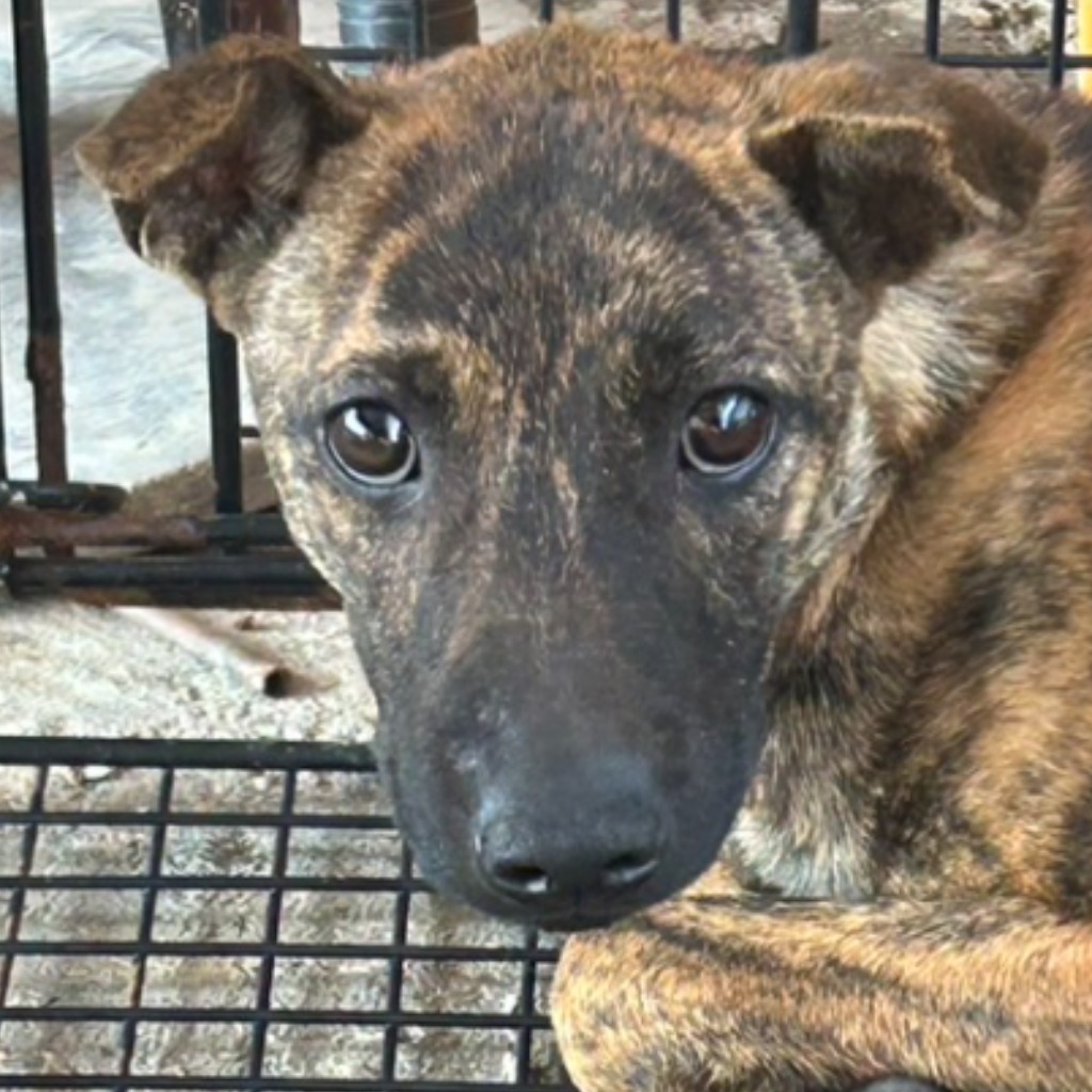 Photo of No. PAAAG1140311005, Young · Male · Medium · Mixed breed