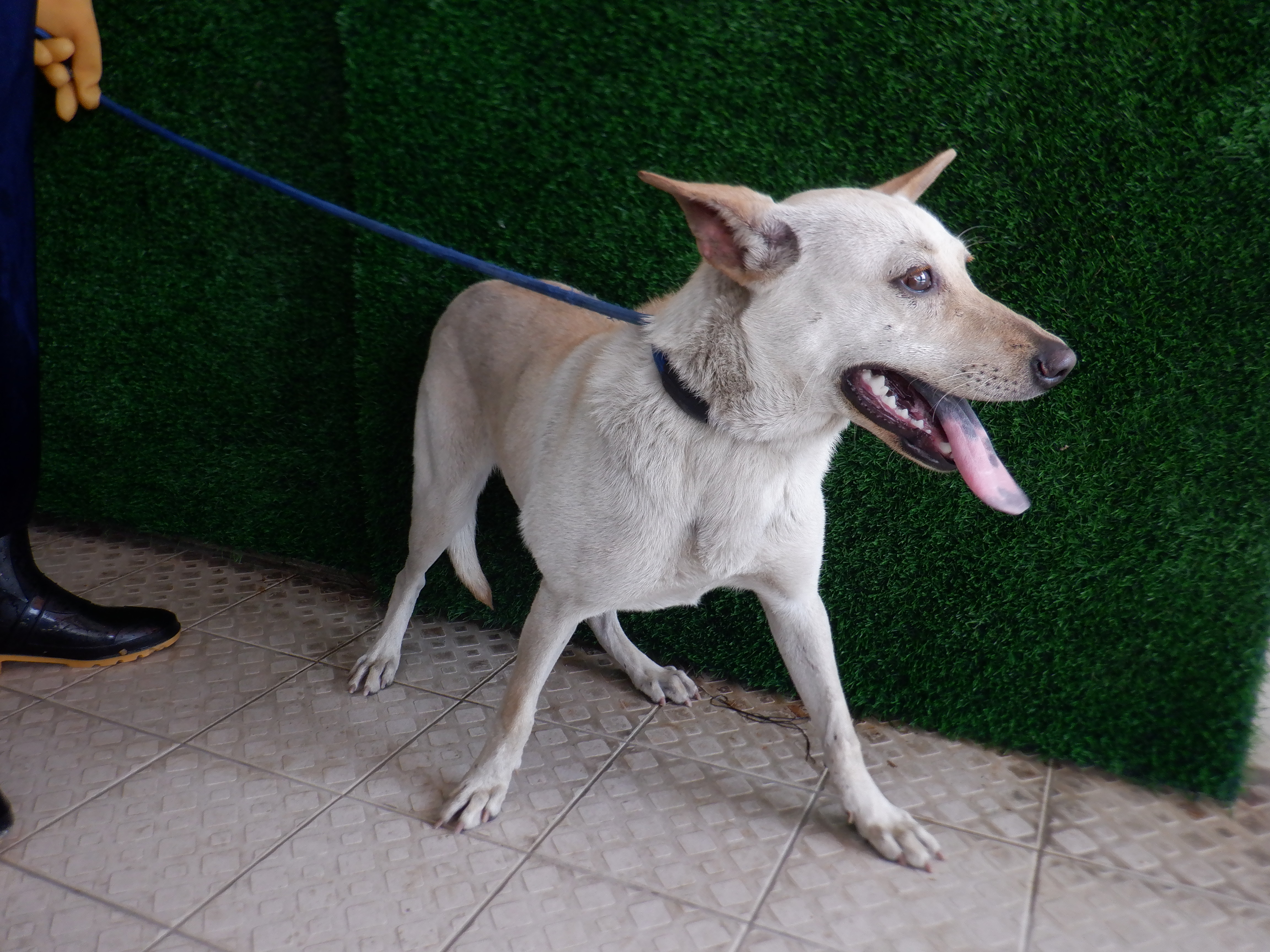 White adult female mixed-breed dog, Medium, shelter no. …1577