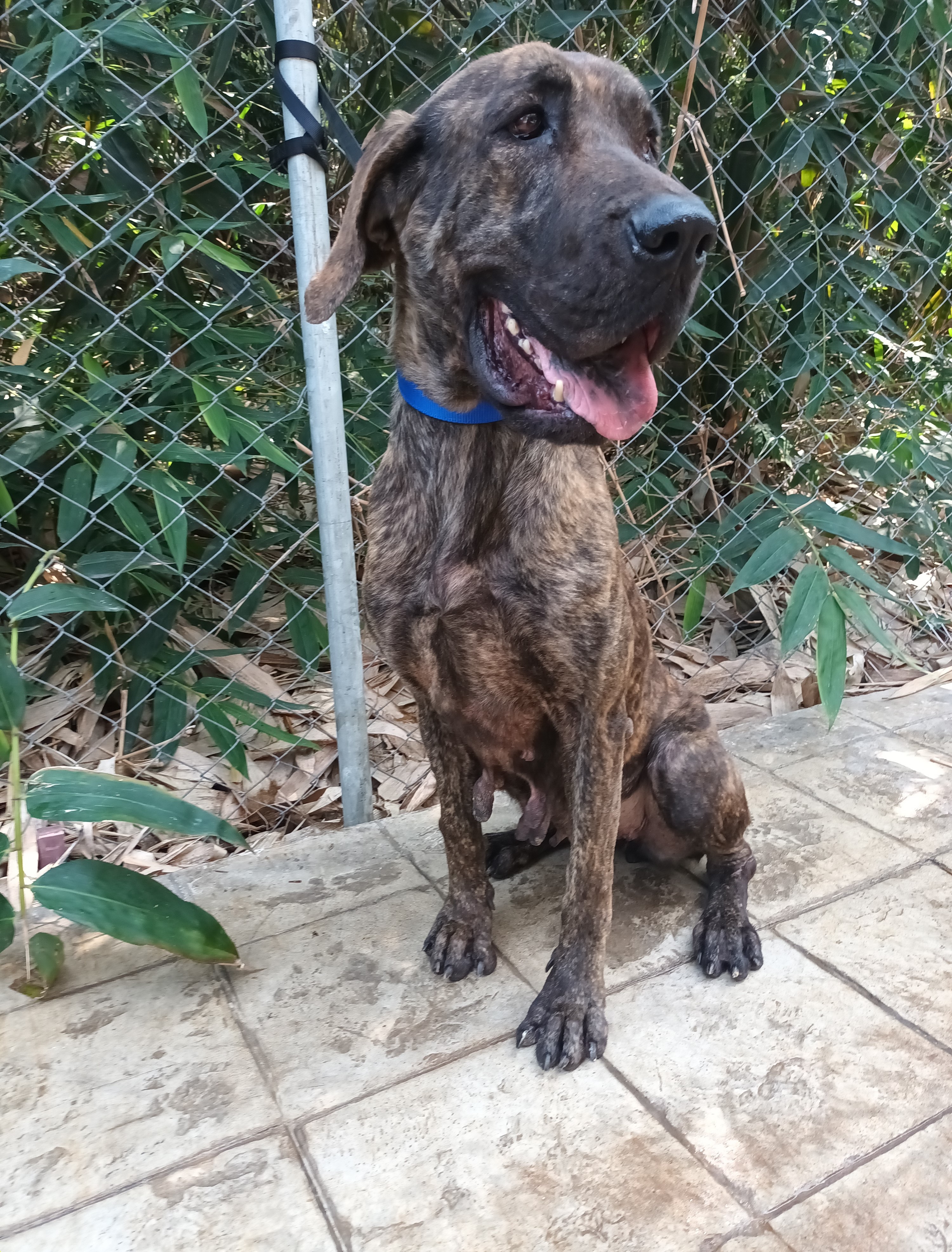 Photo of No. JAAAG1140313001, Adult · Female · Large · Mixed breed