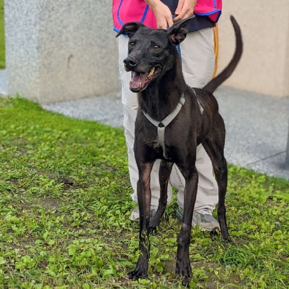 Photo of No. OAAAG1091107002, Adult · Male · Medium · Mixed breed