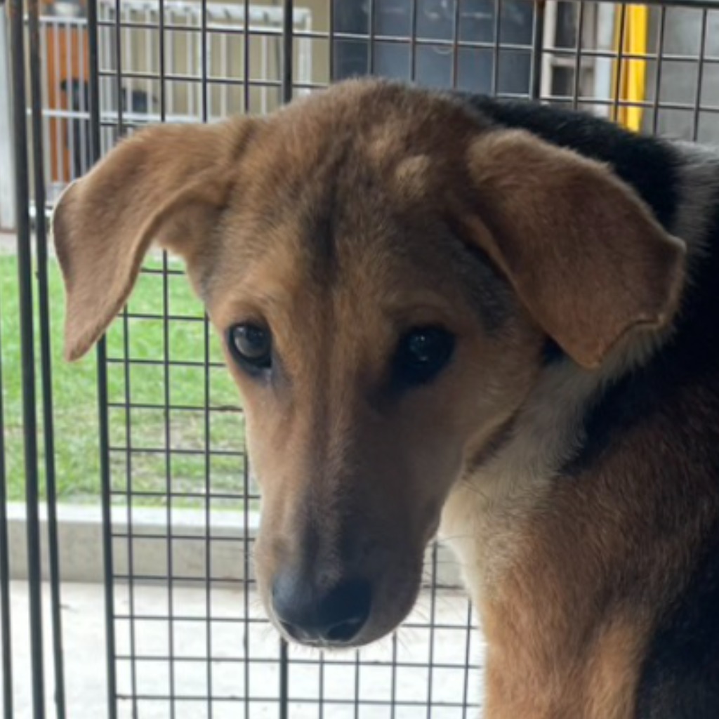 Calico adult male mixed-breed dog, Large, shelter no. …7011