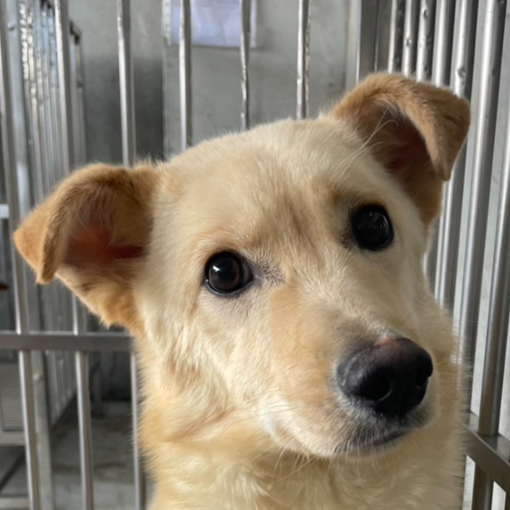 Photo of No. PAAAG1140317010, Adult · Male · Large · Mixed breed
