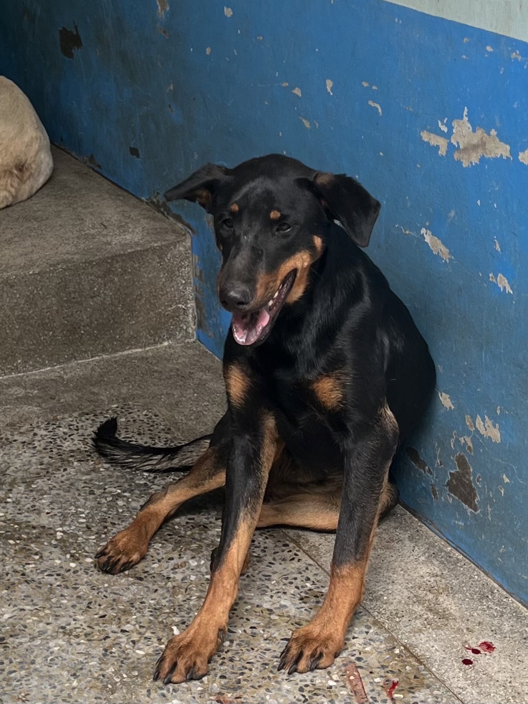 Photo of No. EAAAG1140324007, Adult · Female · Large · Mixed breed
