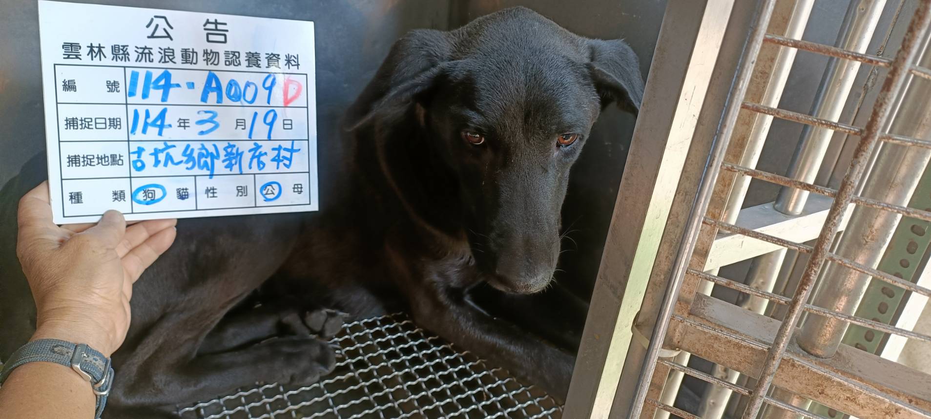 Photo of No. 114-A009D, Adult · Male · Large · Mixed breed