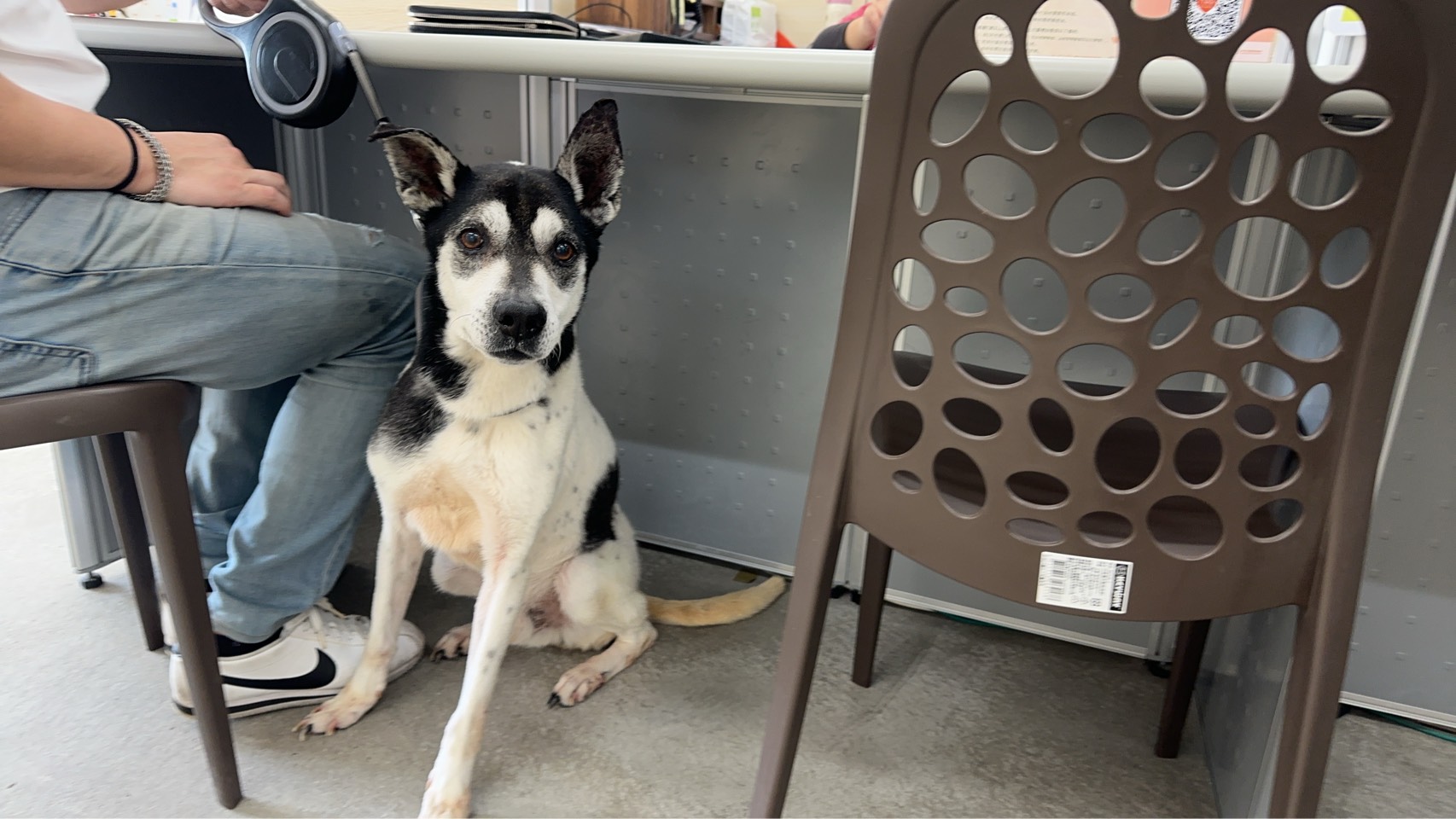 Photo of No. VAAAG114032504, Adult · Male · Medium · Mixed breed