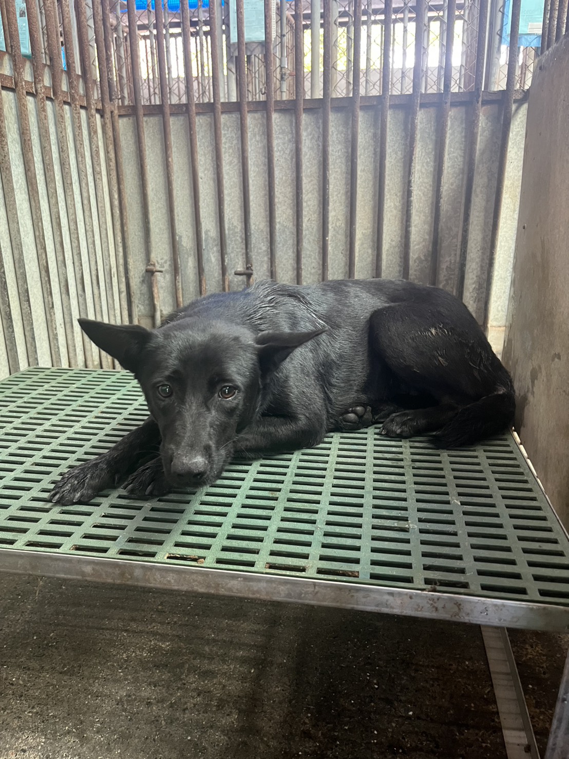 Black adult female mixed-breed dog, Medium, shelter no. …7020