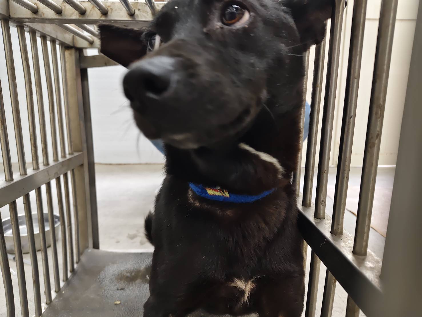 Photo of No. VAAAG114040601, Young · Female · Medium · Mixed breed