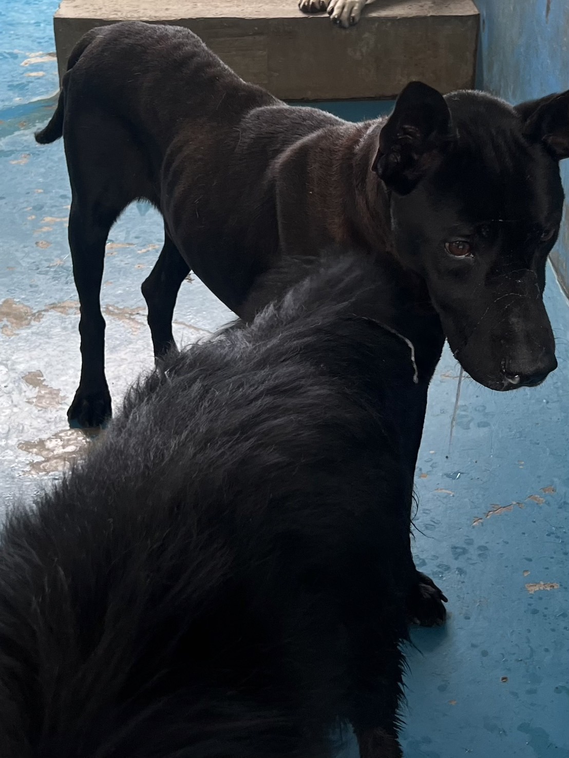 Photo of No. EAAAG1140409008, Adult · Male · Large · Mixed breed