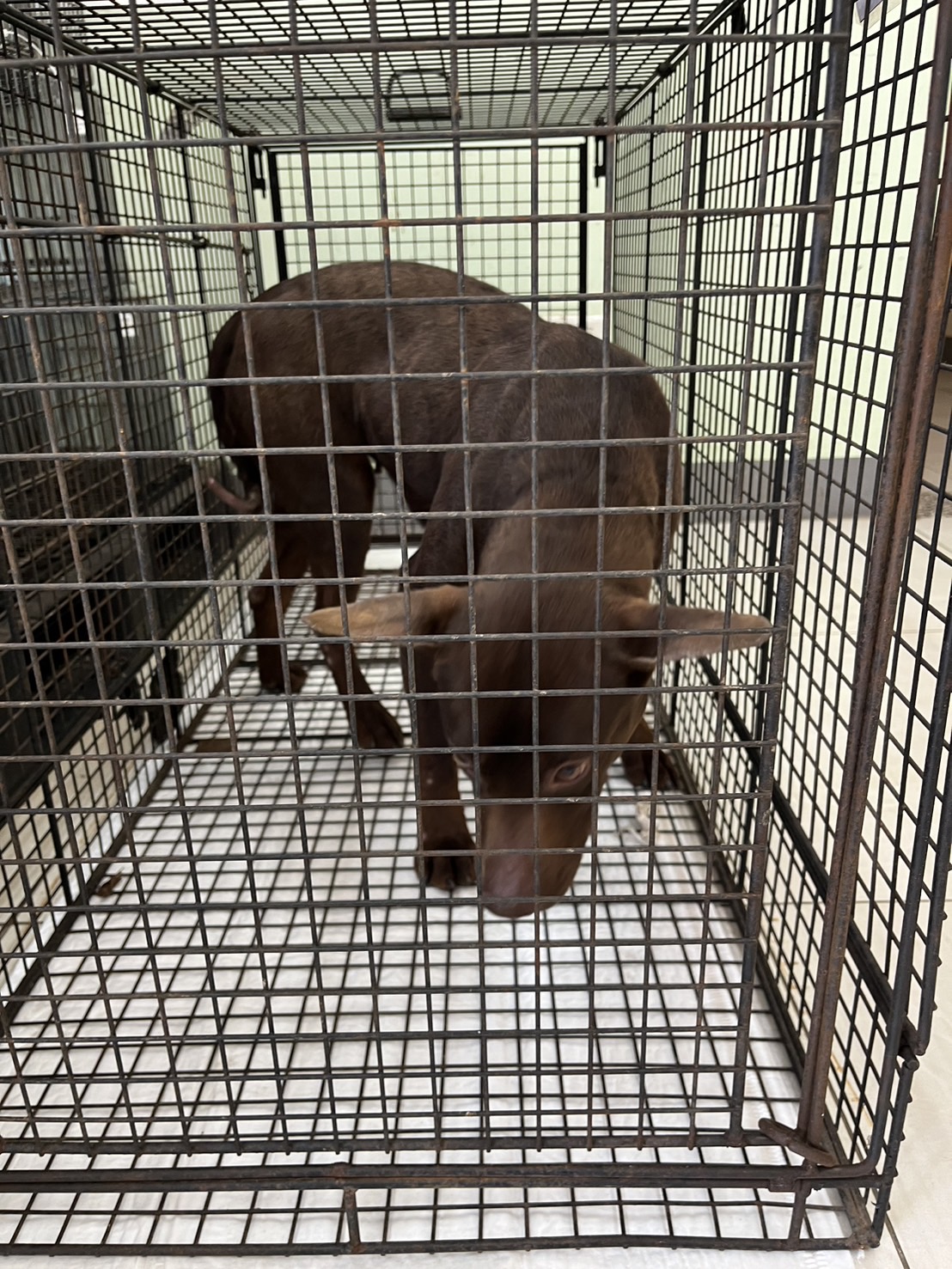 Photo of No. 1140407D01, Adult · Female · Medium · Mixed breed