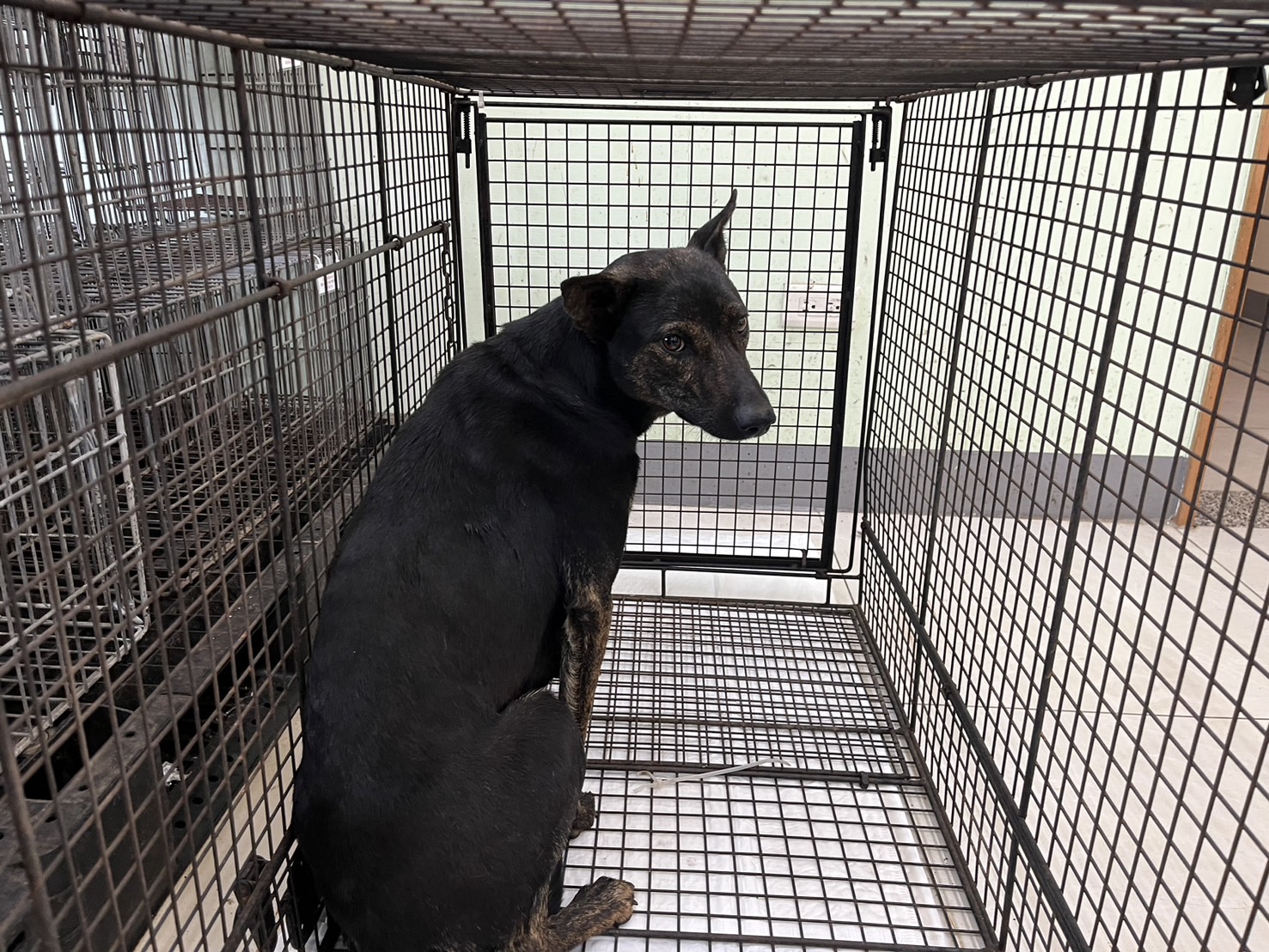 Photo of No. 1140408D01, Adult · Female · Medium · Mixed breed