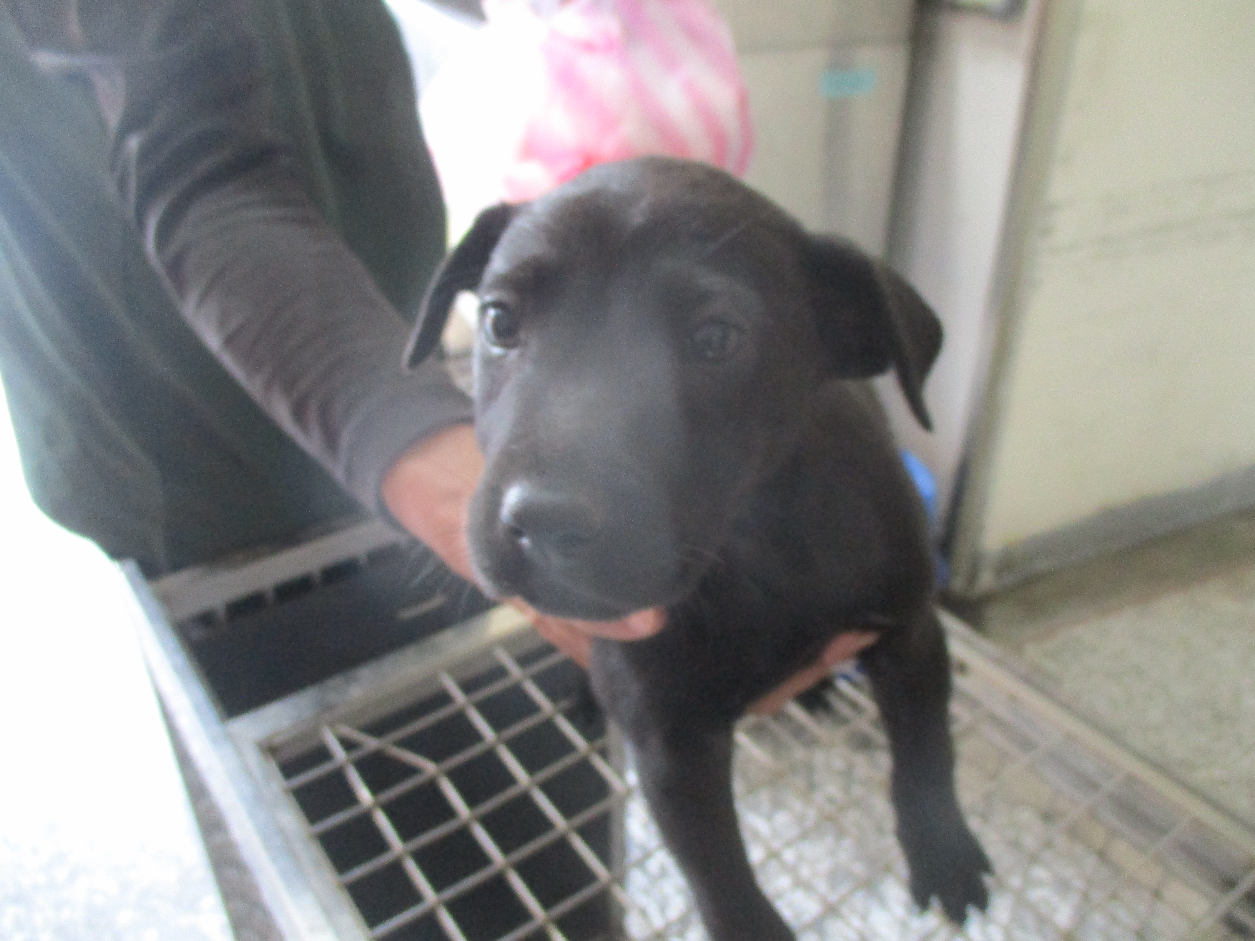 Black young female mixed-breed dog, Small, shelter no. …Q9-1