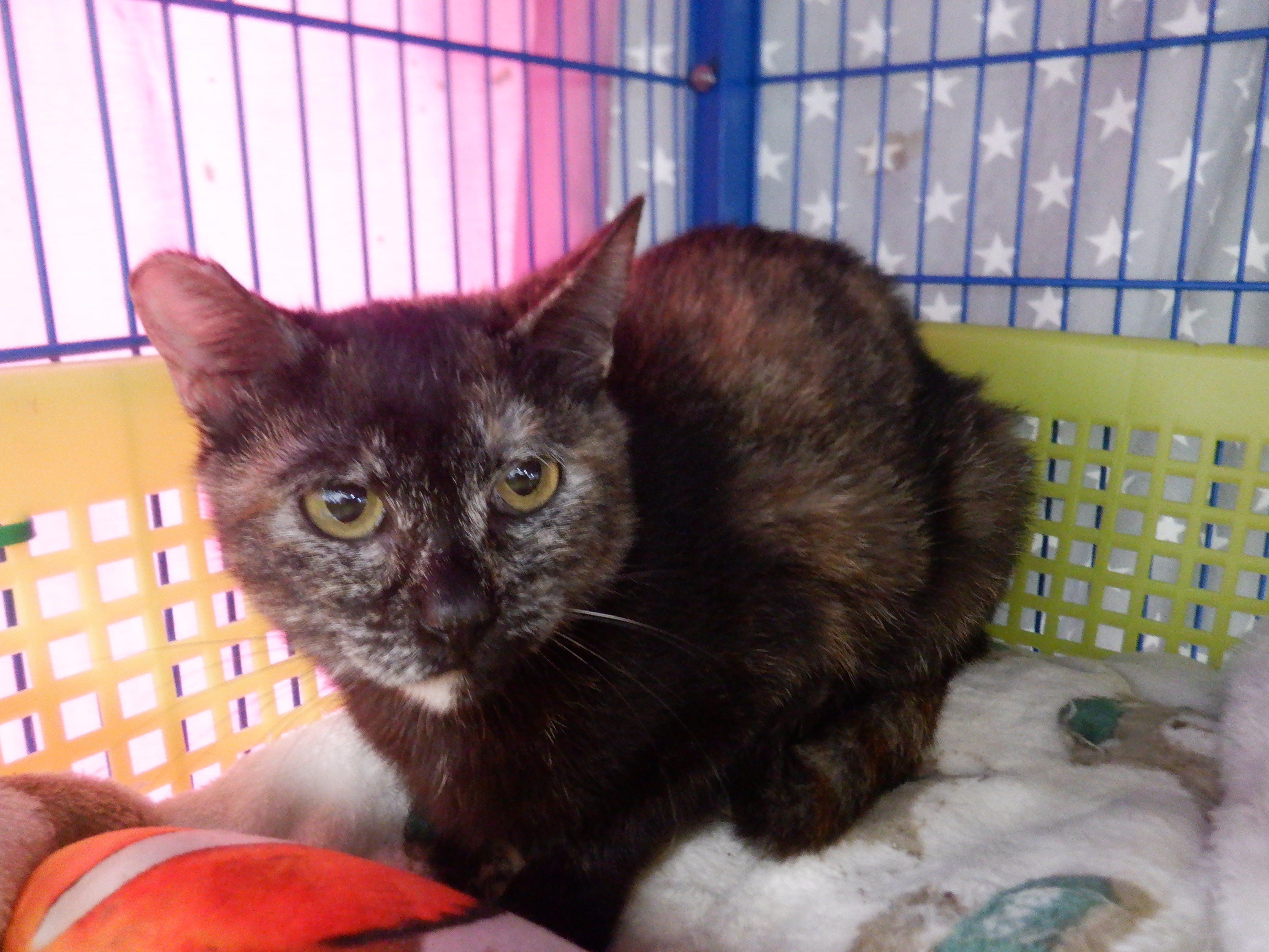 Photo of No. HAAAG1140410C5, Adult · Female · Small · Mixed breed