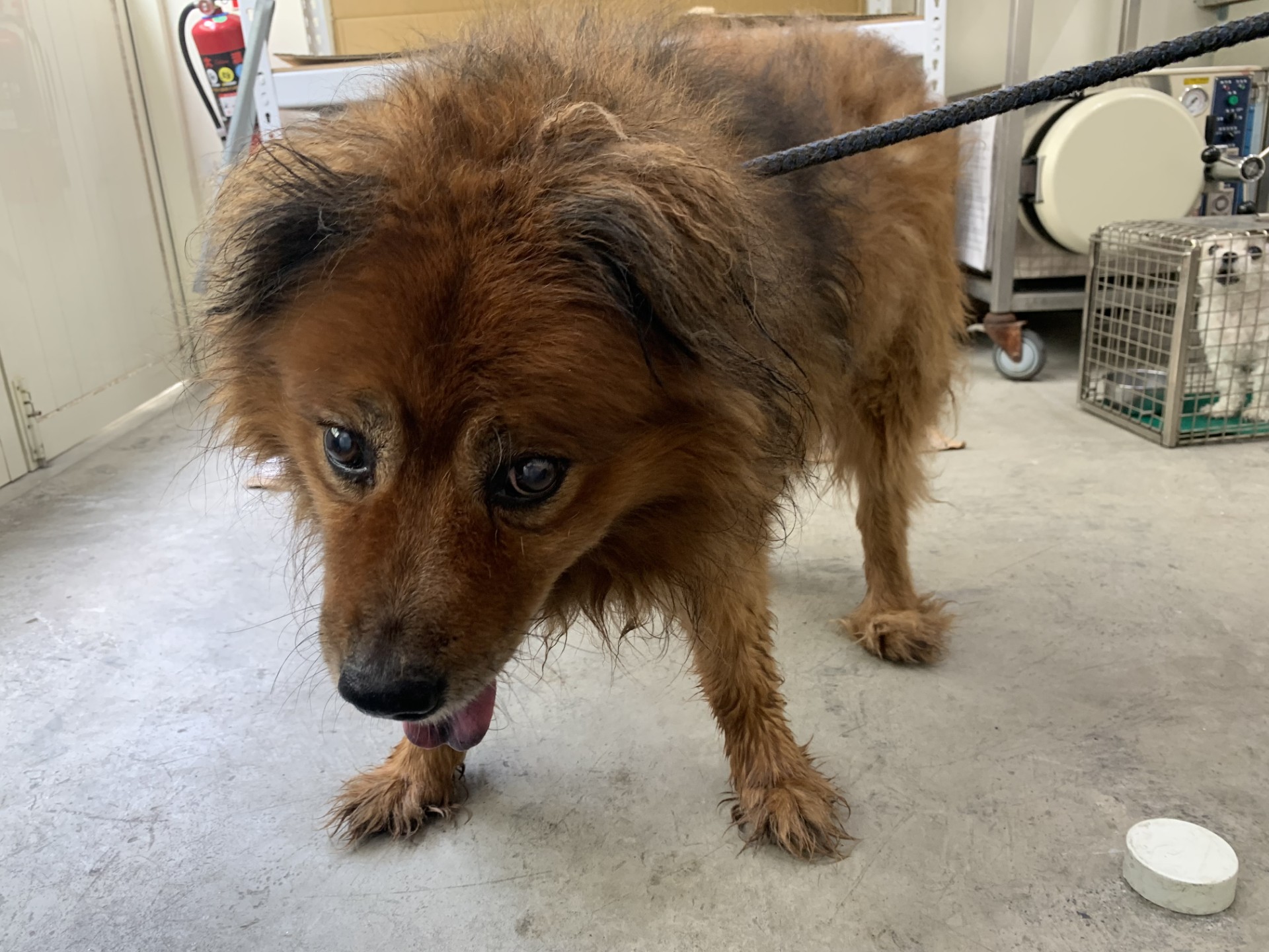 Tan adult male mixed-breed dog, Medium, shelter no. …1105